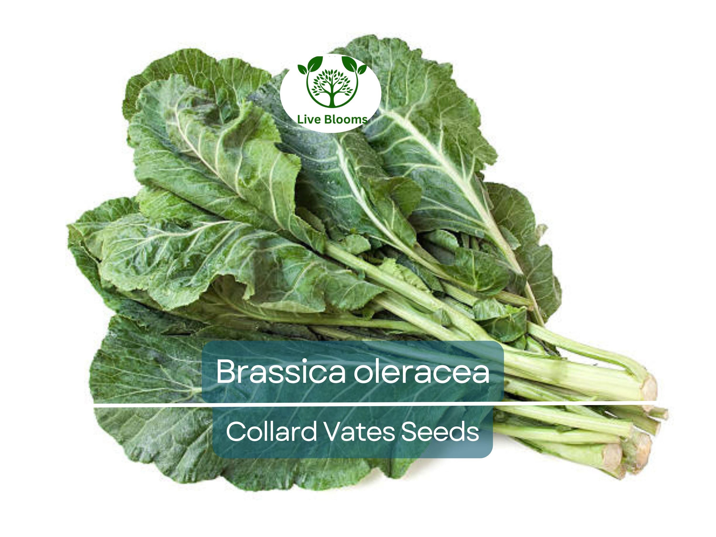 300 Seeds Collard Vates – Brassica oleracea | Heirloom Collard Greens for Planting, Gardening & Nutritious Harvests