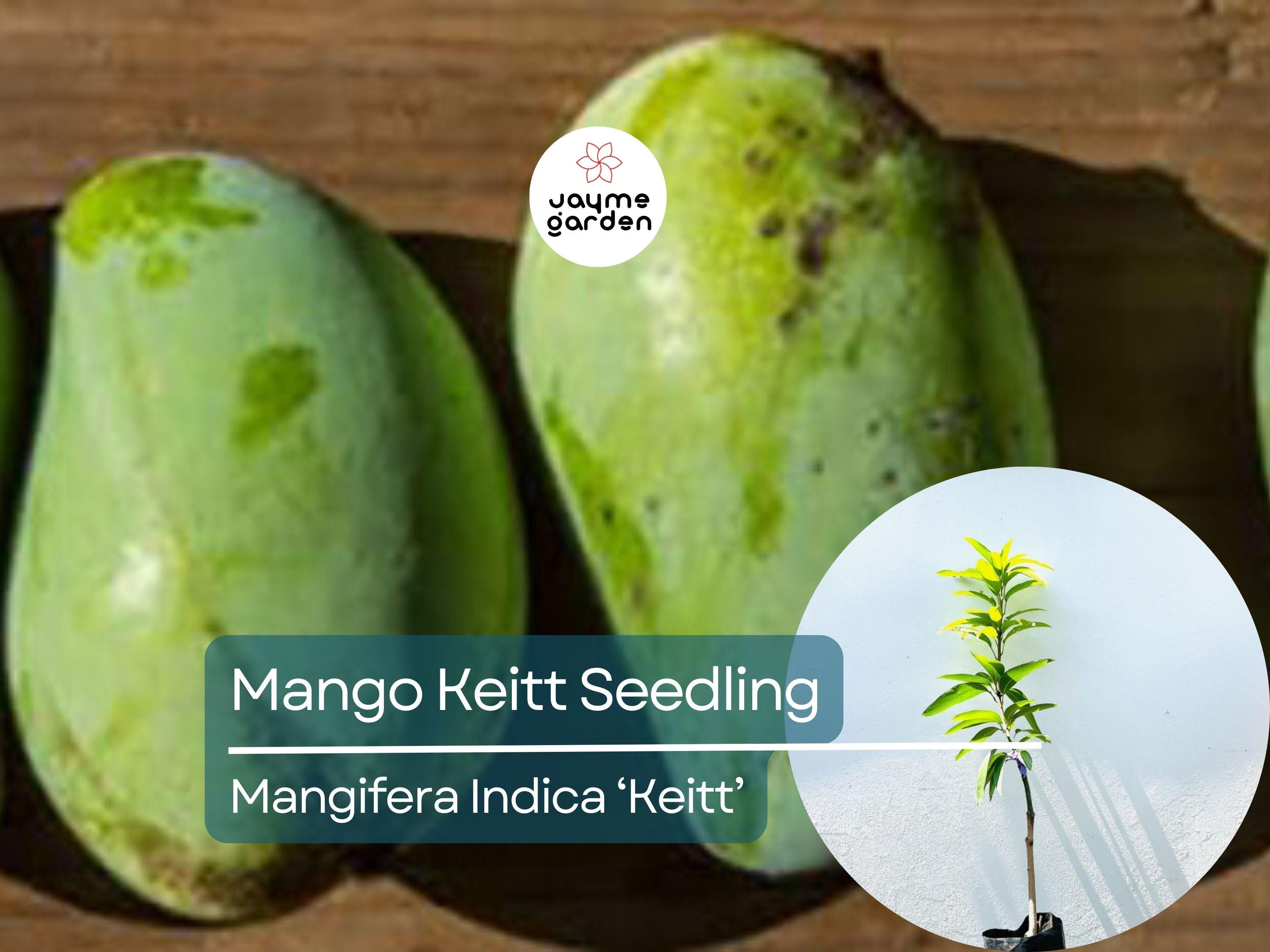 Grafted Mango Keitt Starter Plant Seedling - 3’-4’ Tall Live Tropical Fruit Tree - Sweet, Flavorful Mangoes for Garden or Container