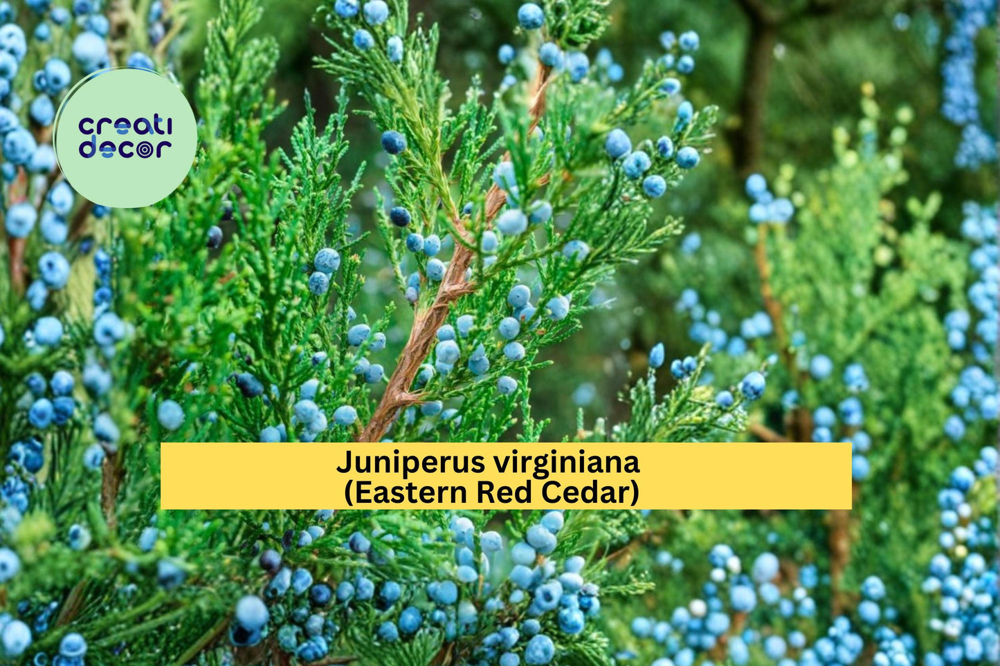 Juniperus virginiana Seeds Eastern Red Cedar 25 Count Native Evergreen Tree Seeds Hardy Landscape Plant