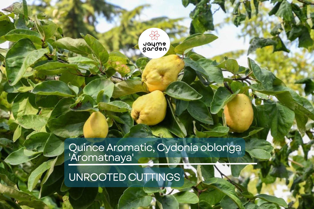 Quince Aromatic 'Aromatnaya' | 4 Hardwood Cuttings | Pineapple-Like Flavor | Self-Fertile | Disease-Resistant | Perfect for Cooking