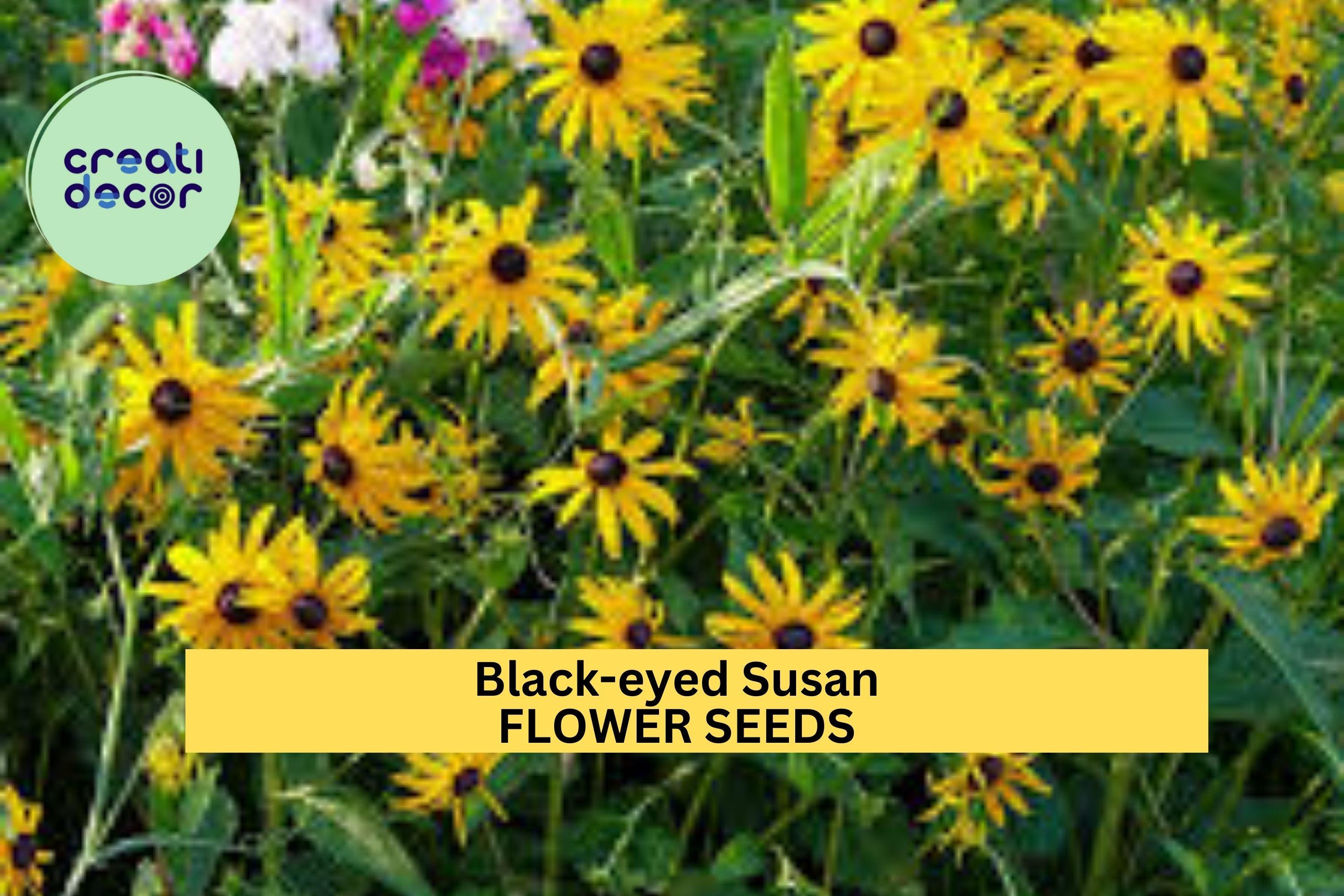 3pcs of 100mg Black-eyed Susan Seeds – Bright Yellow Wildflower for Pollinator Gardens & Sunny Borders Seeds for Planting