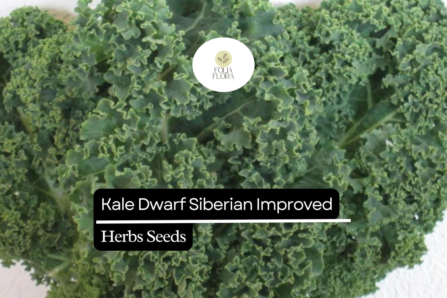 300 Seeds Kale Dwarf Siberian Improved Brassica oleracea | Non-GMO, Heirloom, Nutritious, Easy to Grow, Perfect for Winter Greens