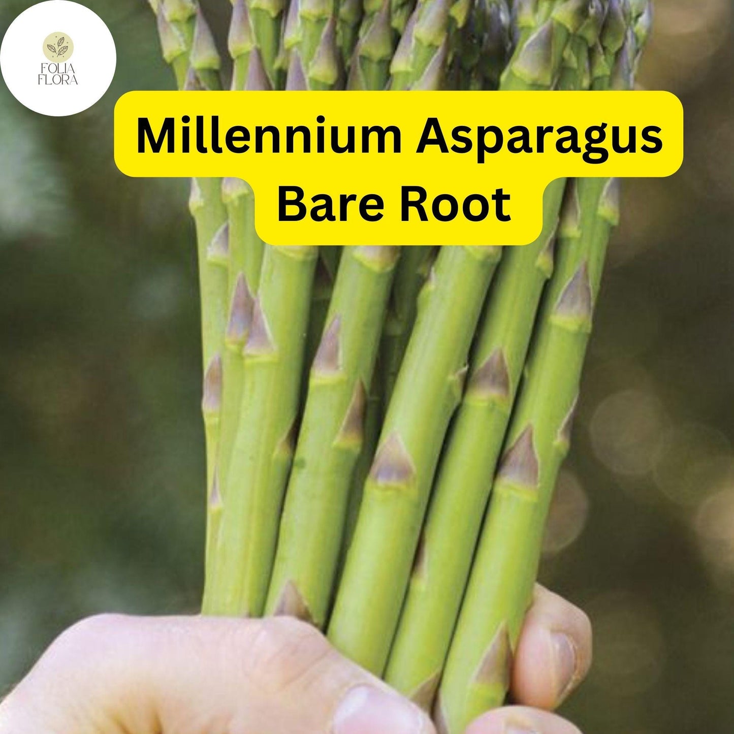 Bare Root Plants Millennium Live Asparagus, 2-Year Crowns, Asparagus officinalis, High Yield, Easy to Grow