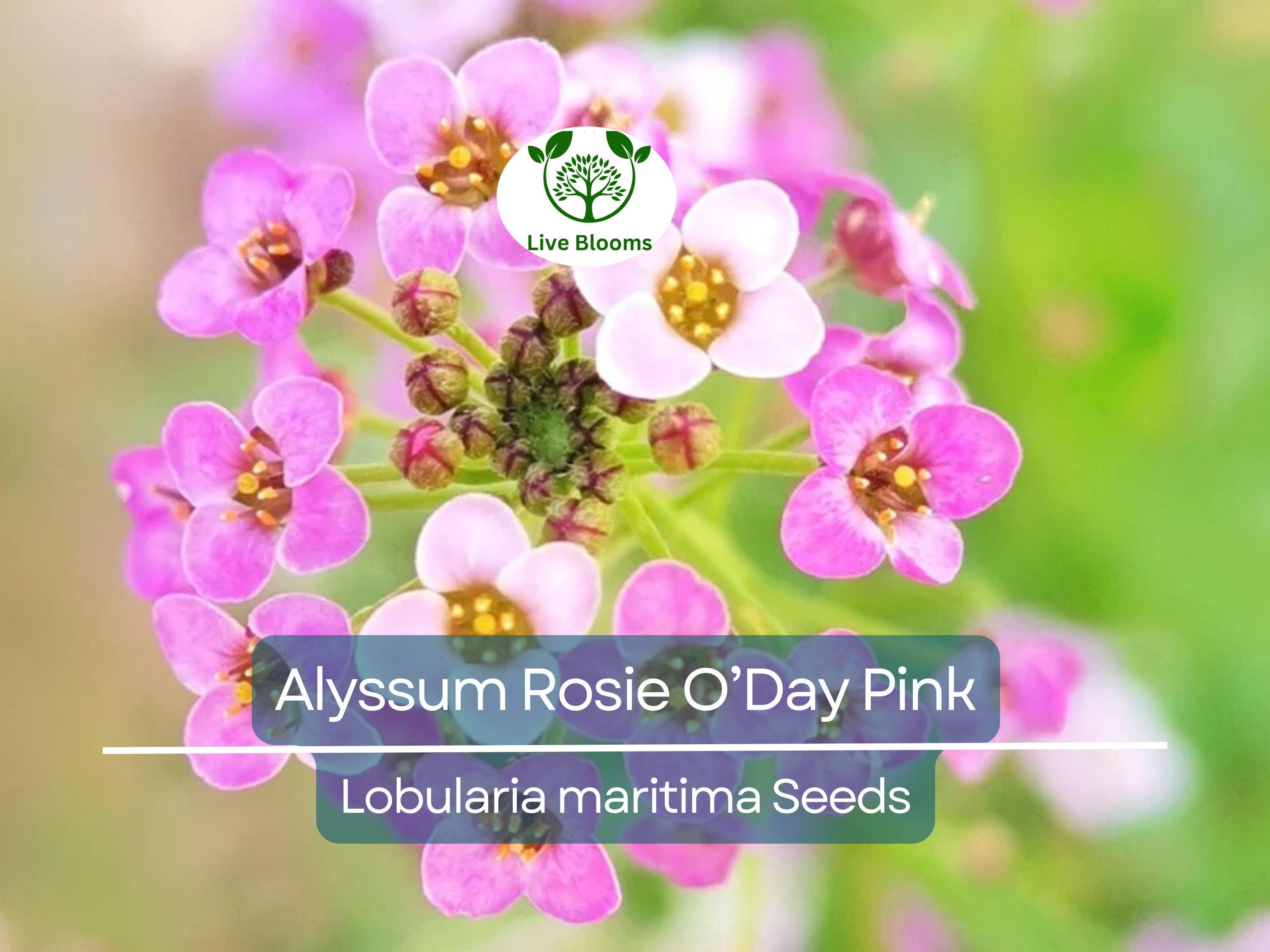 500 Seeds Alyssum Rosie O’Day Pink Groundcover - Fragrant Non-GMO Flowers, Bee-Friendly, Perfect for Garden Borders & Containers