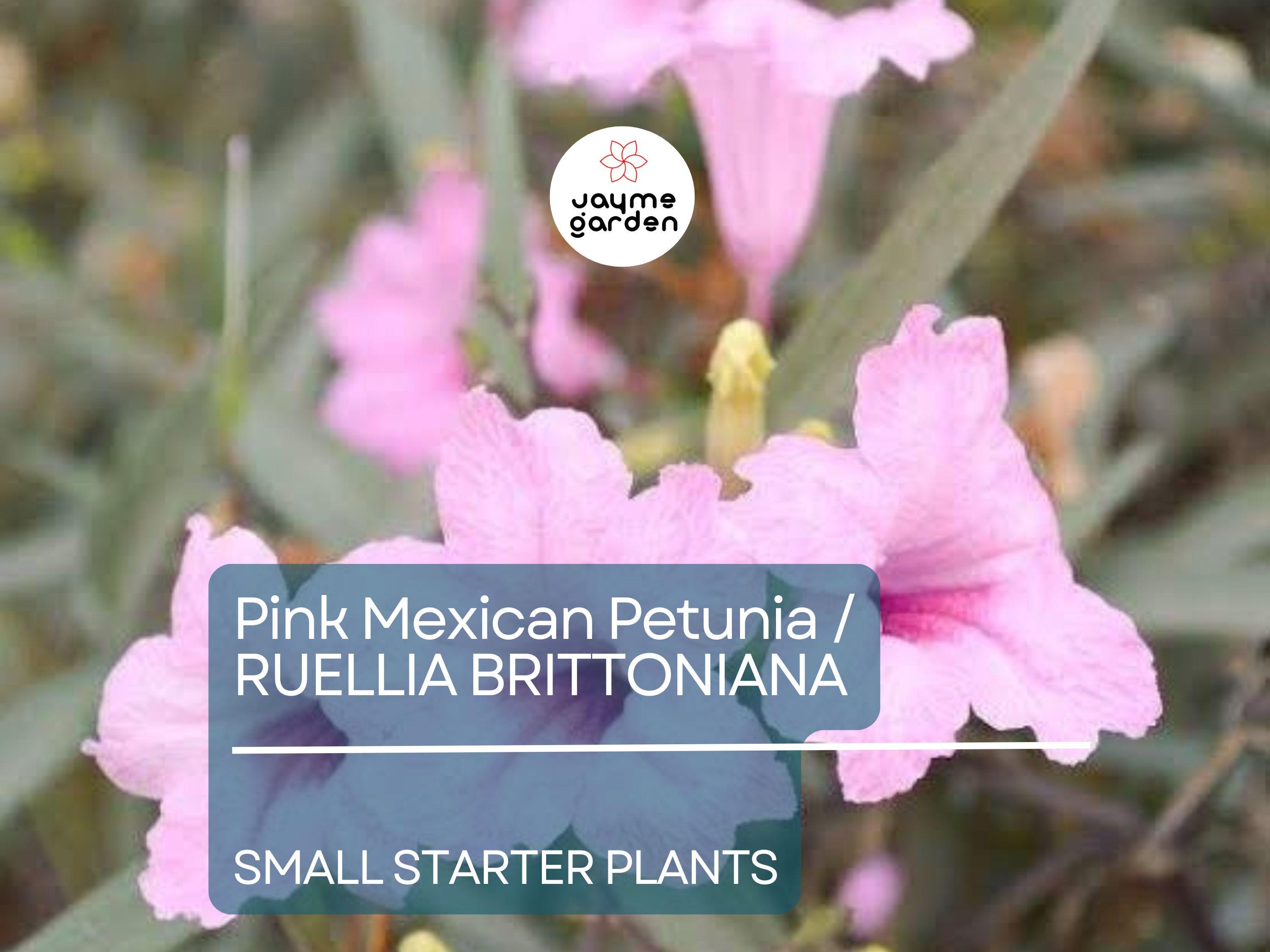 5 Small Starter Plants Pink Mexican Petunia (Ruellia brittoniana) - Tropical Perennials, Bare Root Live Plants, 3-5 Inches Tall