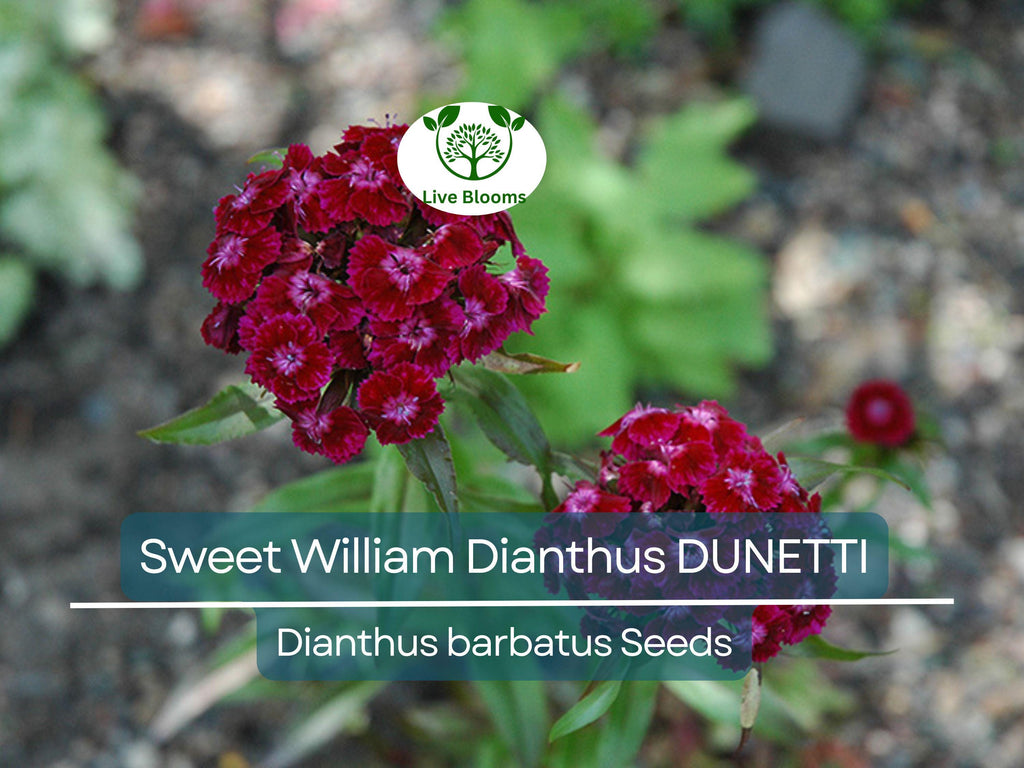 200 Seeds Sweet William Dianthus DUNETTI Red Flowers - Dianthus barbatus Non-GMO, Spring Blooms, Attracts Butterflies, Easy to Grow Seeds