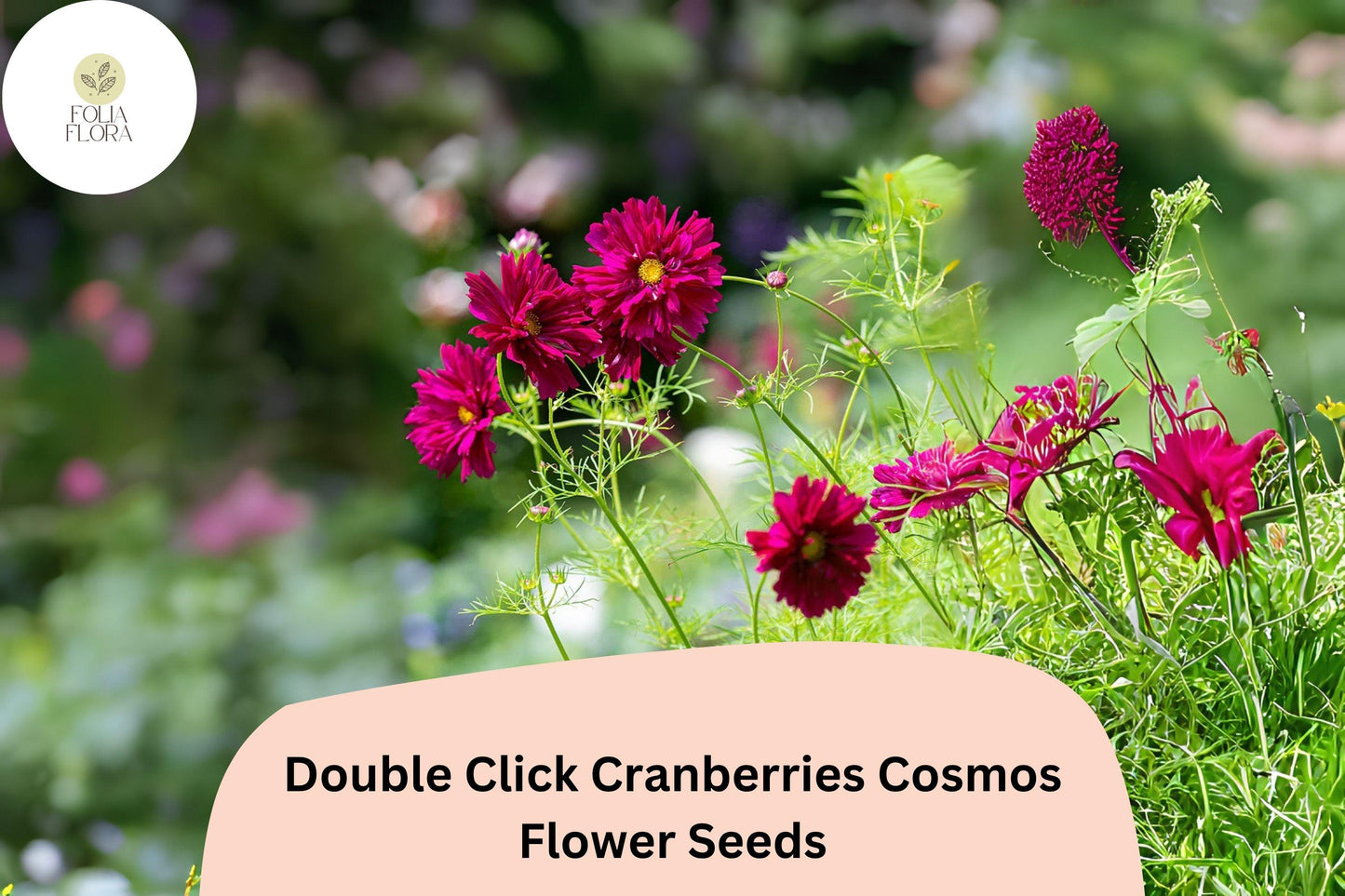 200+ Double Click Cranberries Cosmos Seeds | Cosmos Bipinnatus Deep Red Double Flower Seeds