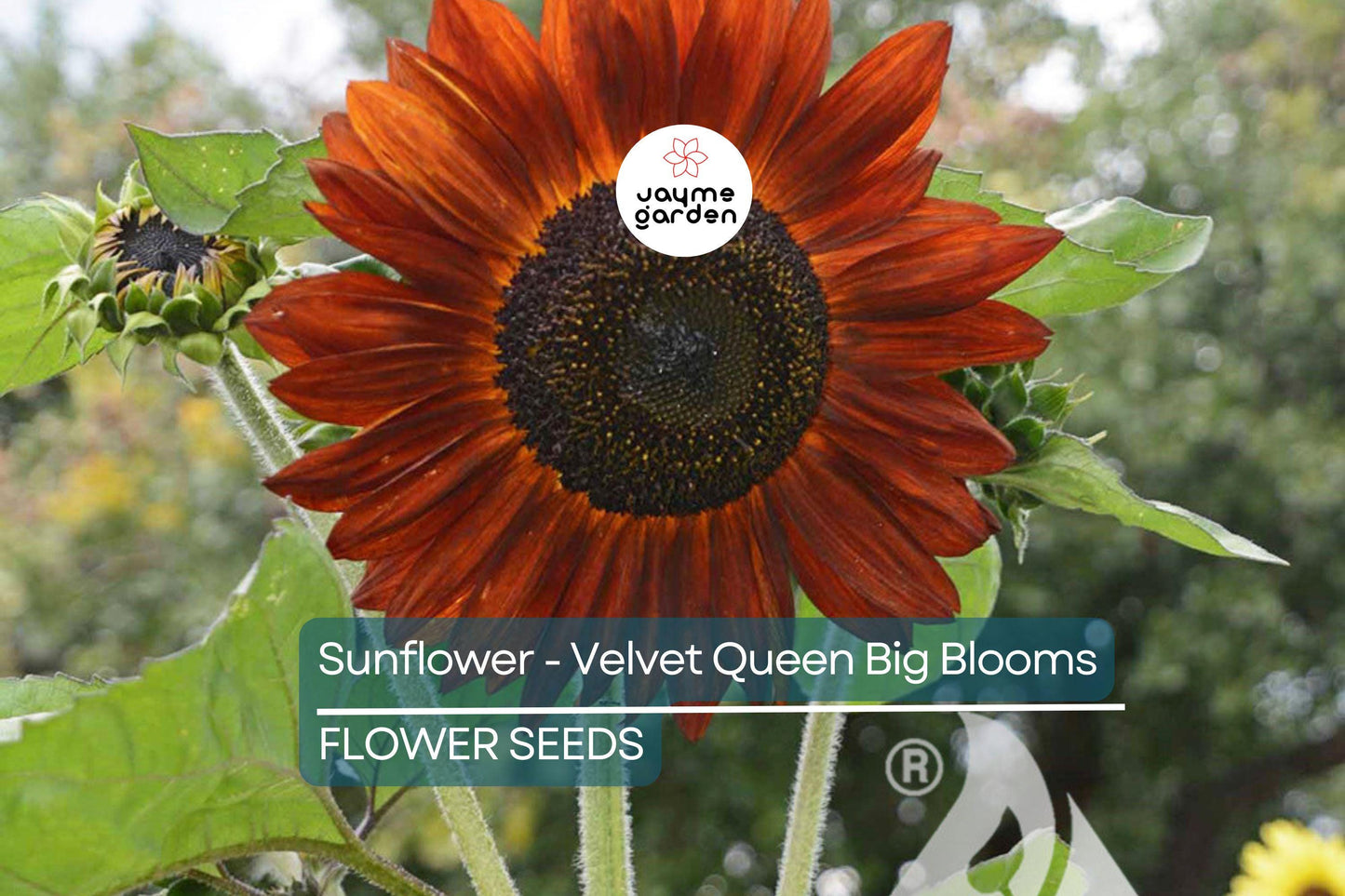 100 Velvet Queen Sunflower Seeds - Heirloom, Big Blooms, Non-GMO, Free Shipping