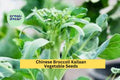 3pcs x 500mg Chinese Broccoli Kailaan Seeds – Open Pollinated Asian Greens for Garden Beds or Container Growing