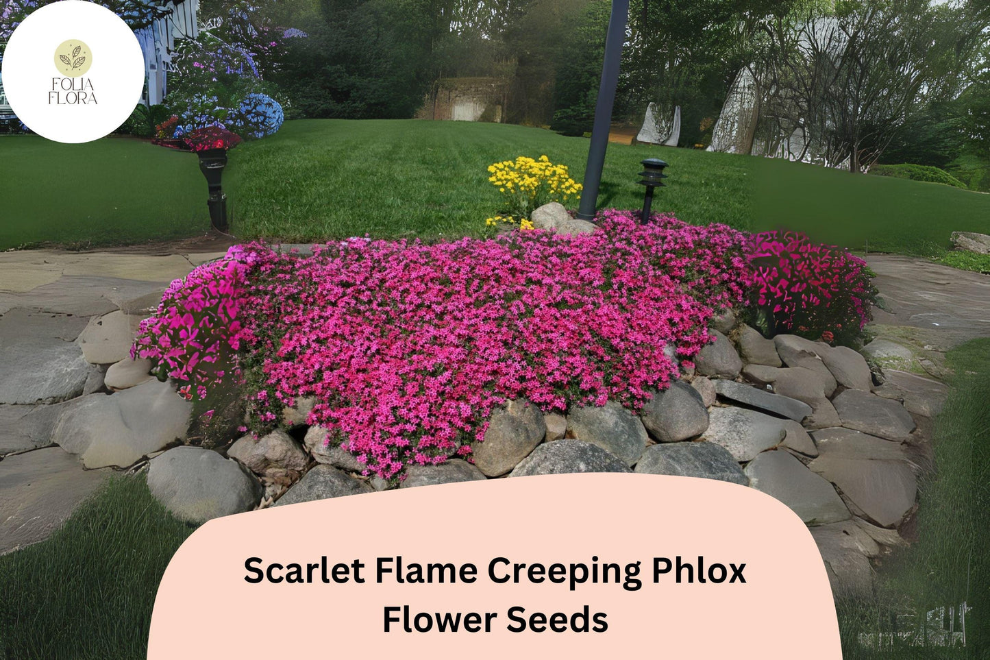 100+ Scarlet Flame Creeping Phlox Seeds – Groundcover Perennial Flower Seeds, Phlox subulata