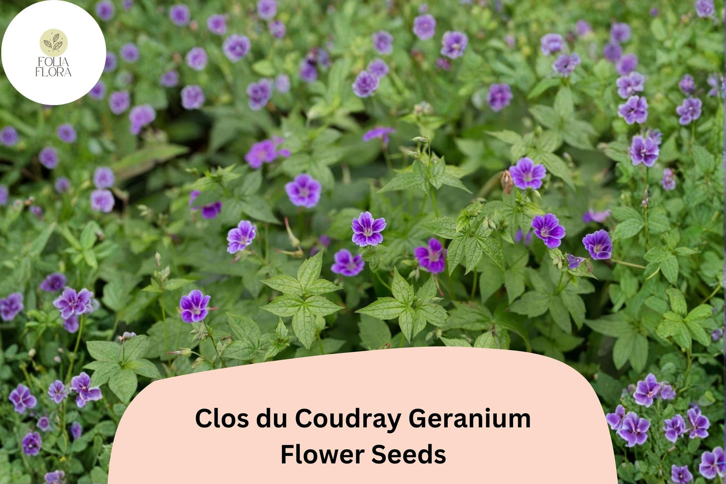 25+ Clos du Coudray Geranium Seeds | Purple Hardy Cranesbill | Perennial Ground Cover Flower for Garden Borders