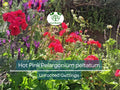 6 Hot Pink Pelargonium Peltatum Ivy Geranium Live Plant Cuttings 6" – Unrooted Geraniums for Hanging Baskets, Gardens, & Window Boxes