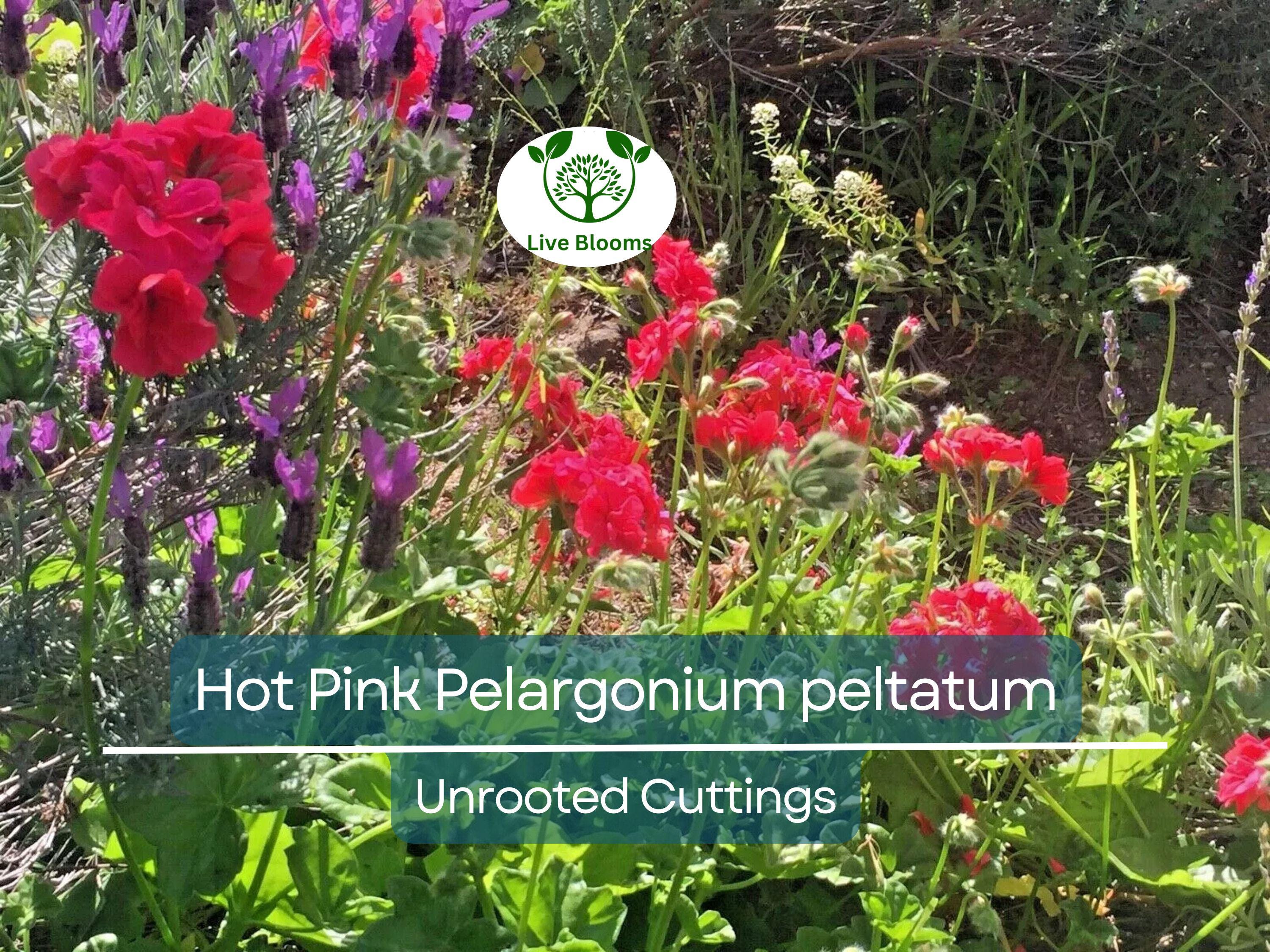 6 Hot Pink Pelargonium Peltatum Ivy Geranium Live Plant Cuttings 6" – Unrooted Geraniums for Hanging Baskets, Gardens, & Window Boxes