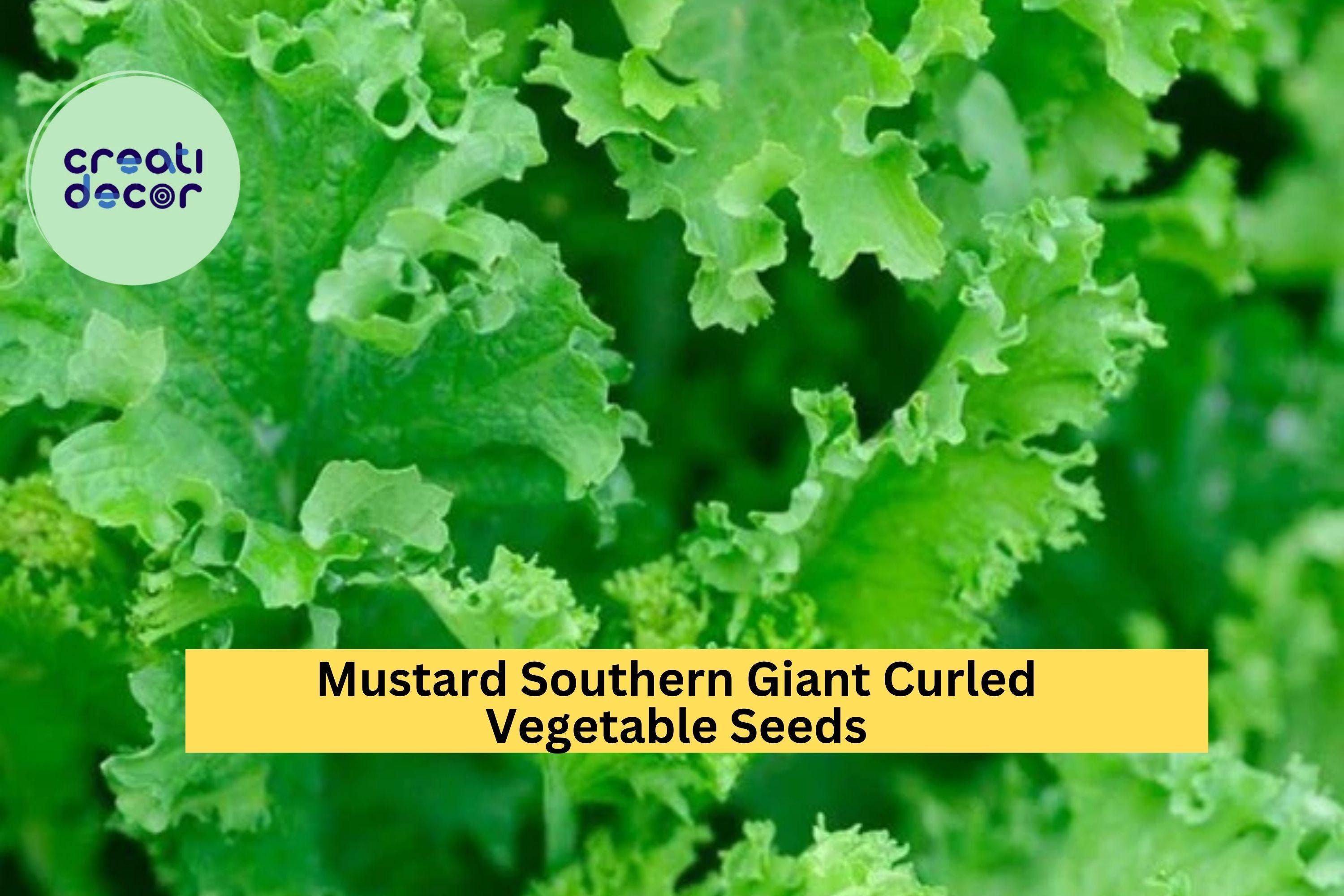 3pcs of 1g Southern Giant Curled Mustard Seeds – Heirloom Leafy Greens for Garden Beds, Raised Planters & Quick Harvest Seeds for Planting