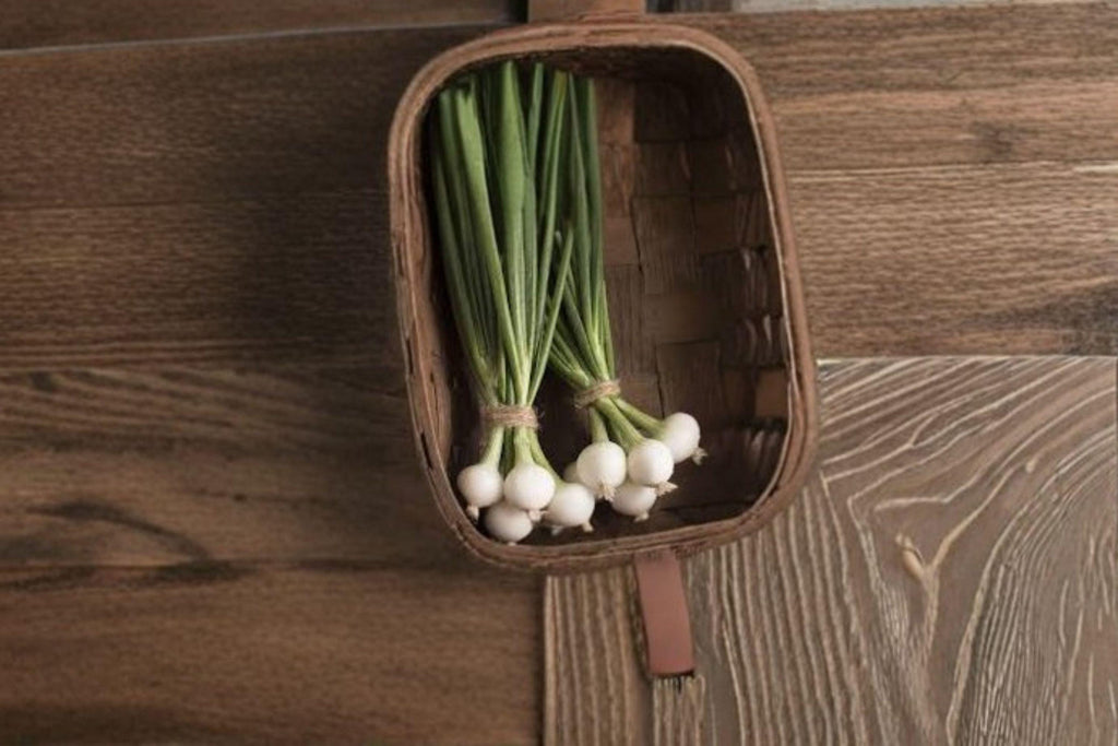 Onion – Blanco Duro 50 Seeds | White Storage Onion | Firm Bulbs | Excellent for Cooking & Keeping