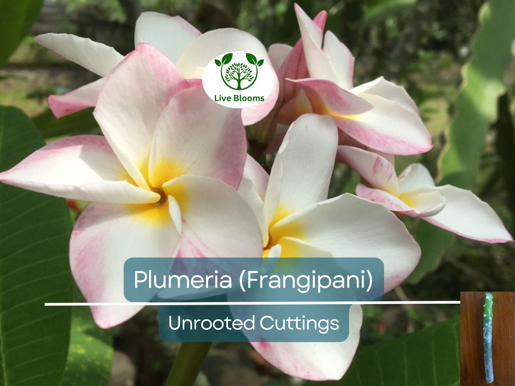 1 Plumeria Unrooted Cutting 10"-11" Frangipani | Tropical Flowering Plant for Garden, Exotic Plumeria Rubra, Fragrant White & Pink Blooms