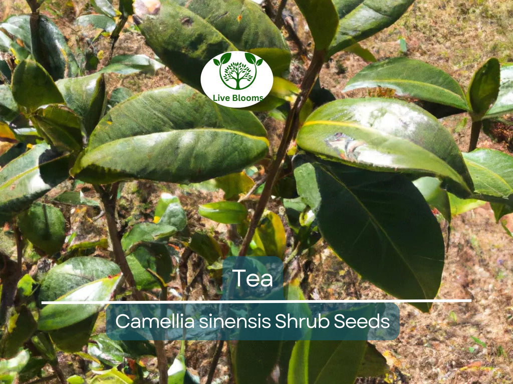 5 Tea Shrub Seeds (Camellia sinensis), Black, White, Green Tea Leaf Tree Plant, Grow Your Own Tea, Organic, Perfect for Garden or Home