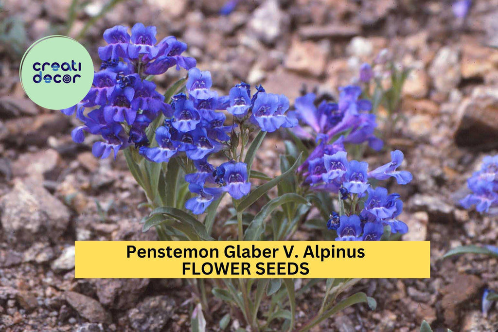 3pcs of 100mg Penstemon glaber v. alpinus Seeds – Alpine Wildflower for Pollinator Gardens & Rocky Mountain Landscapes Seeds for Planting