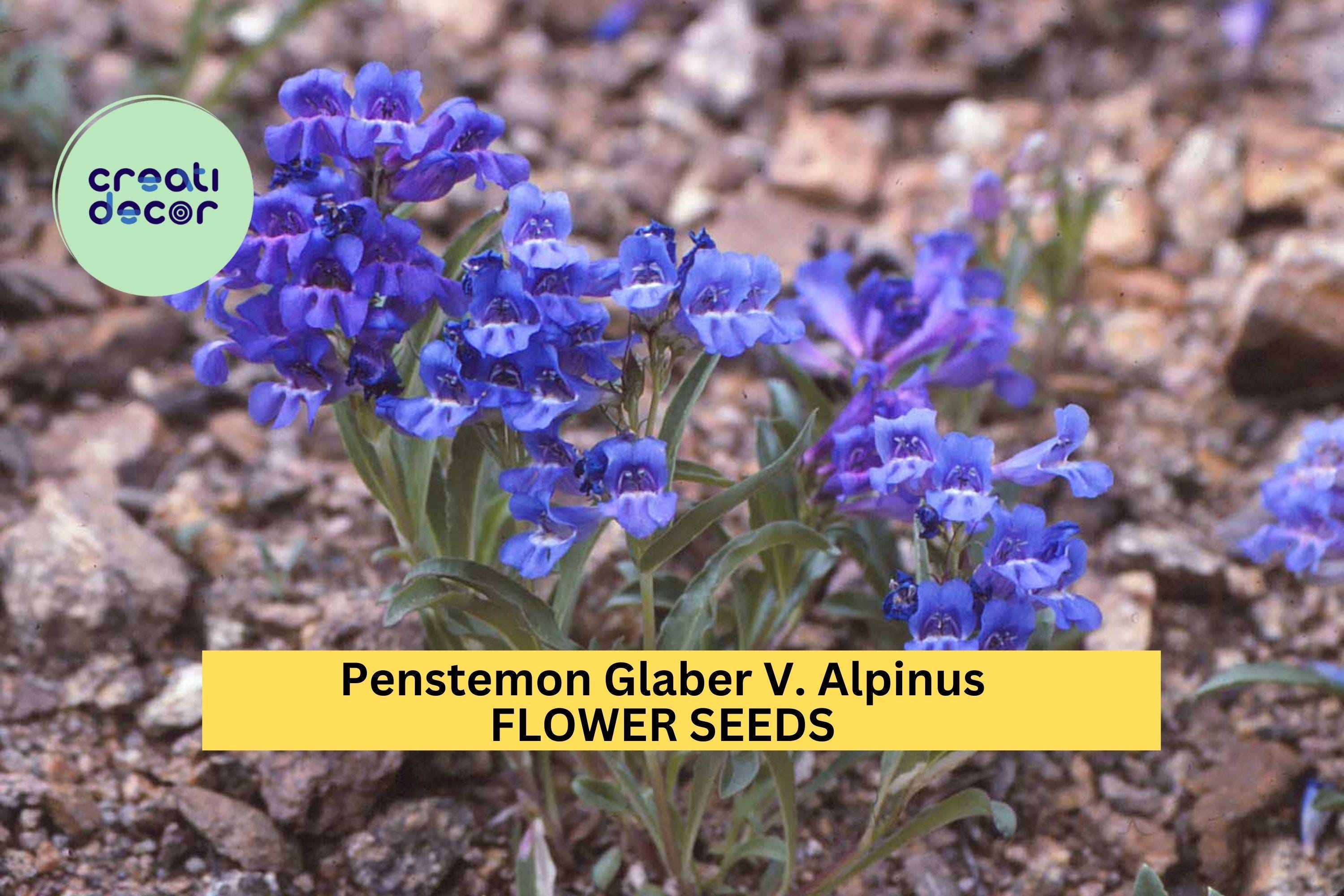 3pcs of 100mg Penstemon glaber v. alpinus Seeds – Alpine Wildflower for Pollinator Gardens & Rocky Mountain Landscapes Seeds for Planting