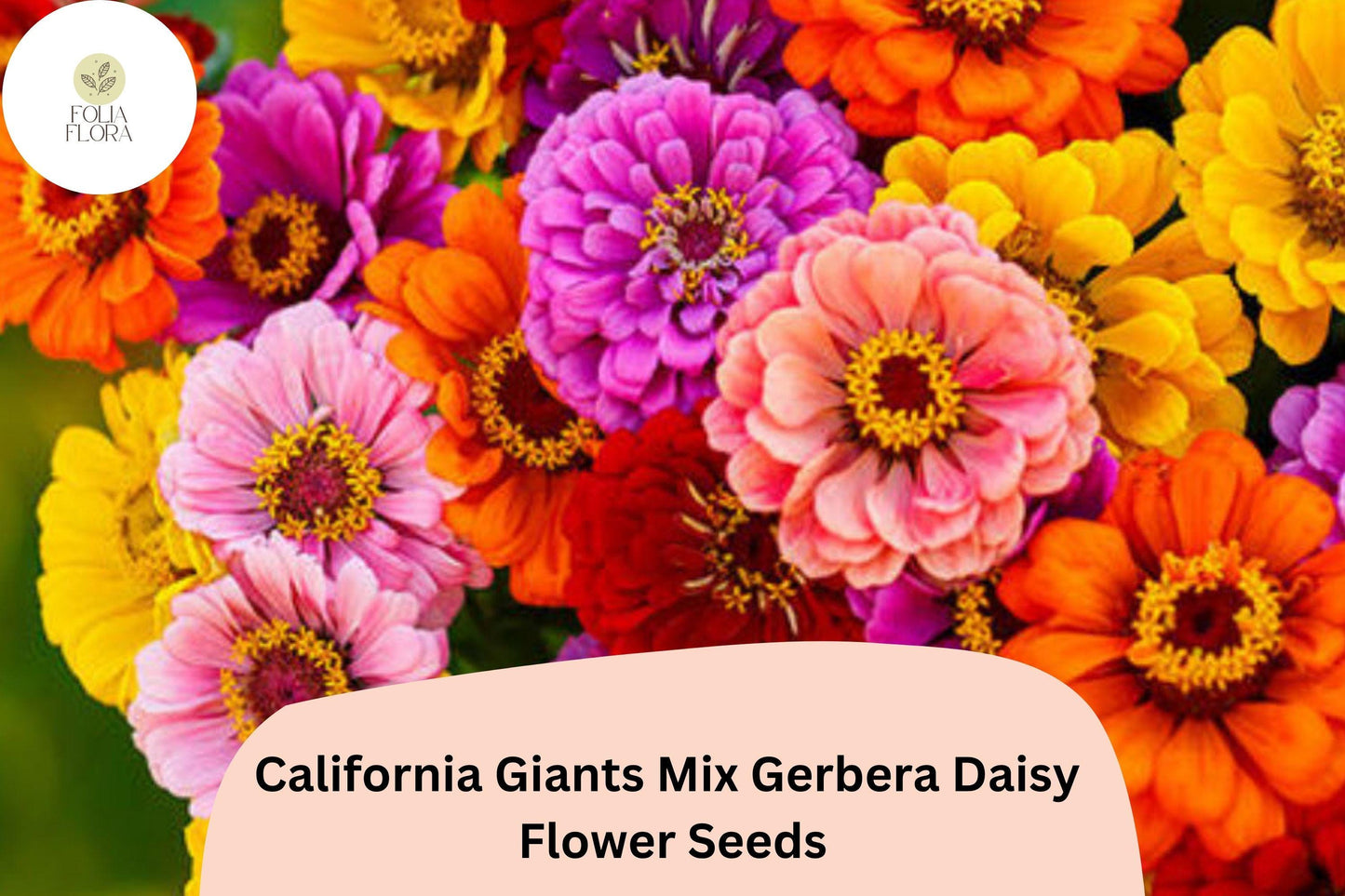 200+ California Giants Mix Gerbera Daisy Seeds | Gerbera jamesonii | Bright Mixed Colors for Pots & Garden Borders