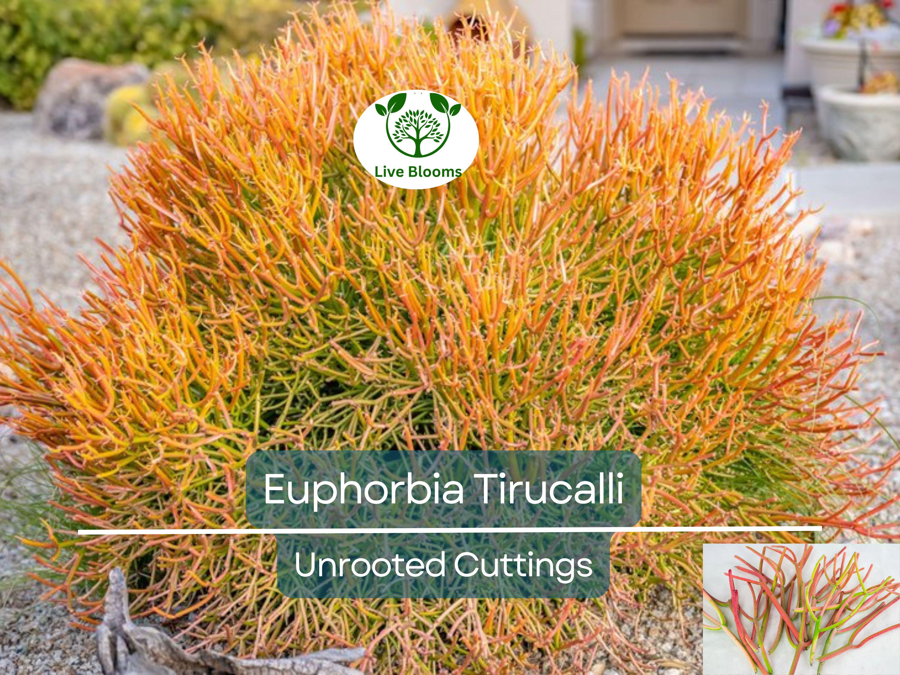 15 Healthy Fire Sticks Succulent Unrooted Cuttings - Euphorbia Tirucalli - Unique Colorful Succulent for Propagation & Garden