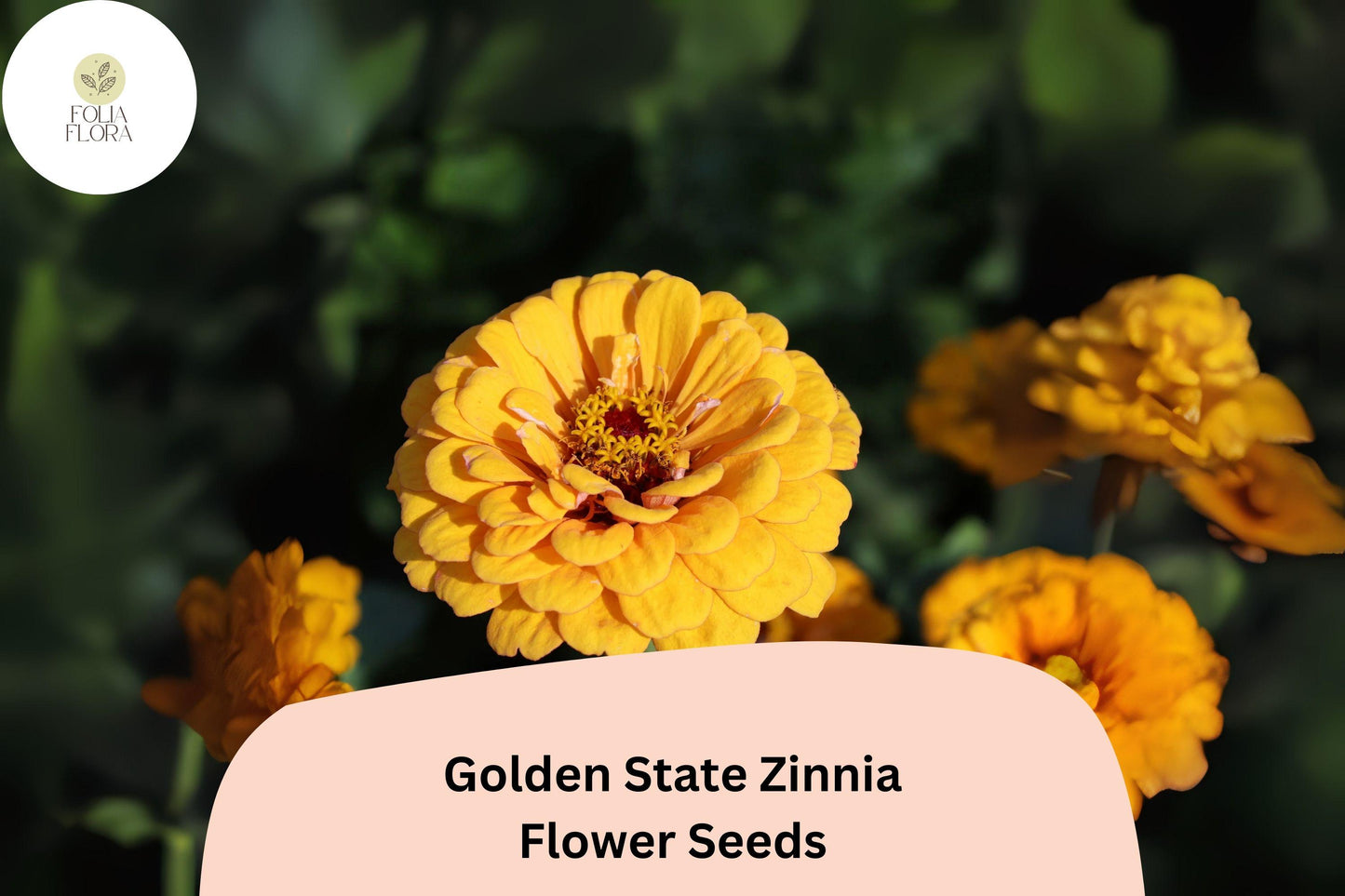 100+ Golden State Zinnia Seeds – Bright Golden Blooms for Pollinator & Summer Flower Gardens