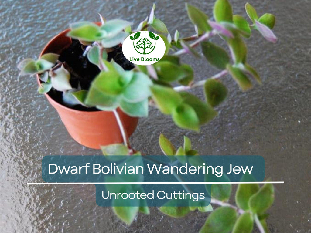 20 Unrooted Cuttings Dwarf Bolivian Wandering Jew - Tradescantia Minima, Callisia Repens - Easy Grow Plants