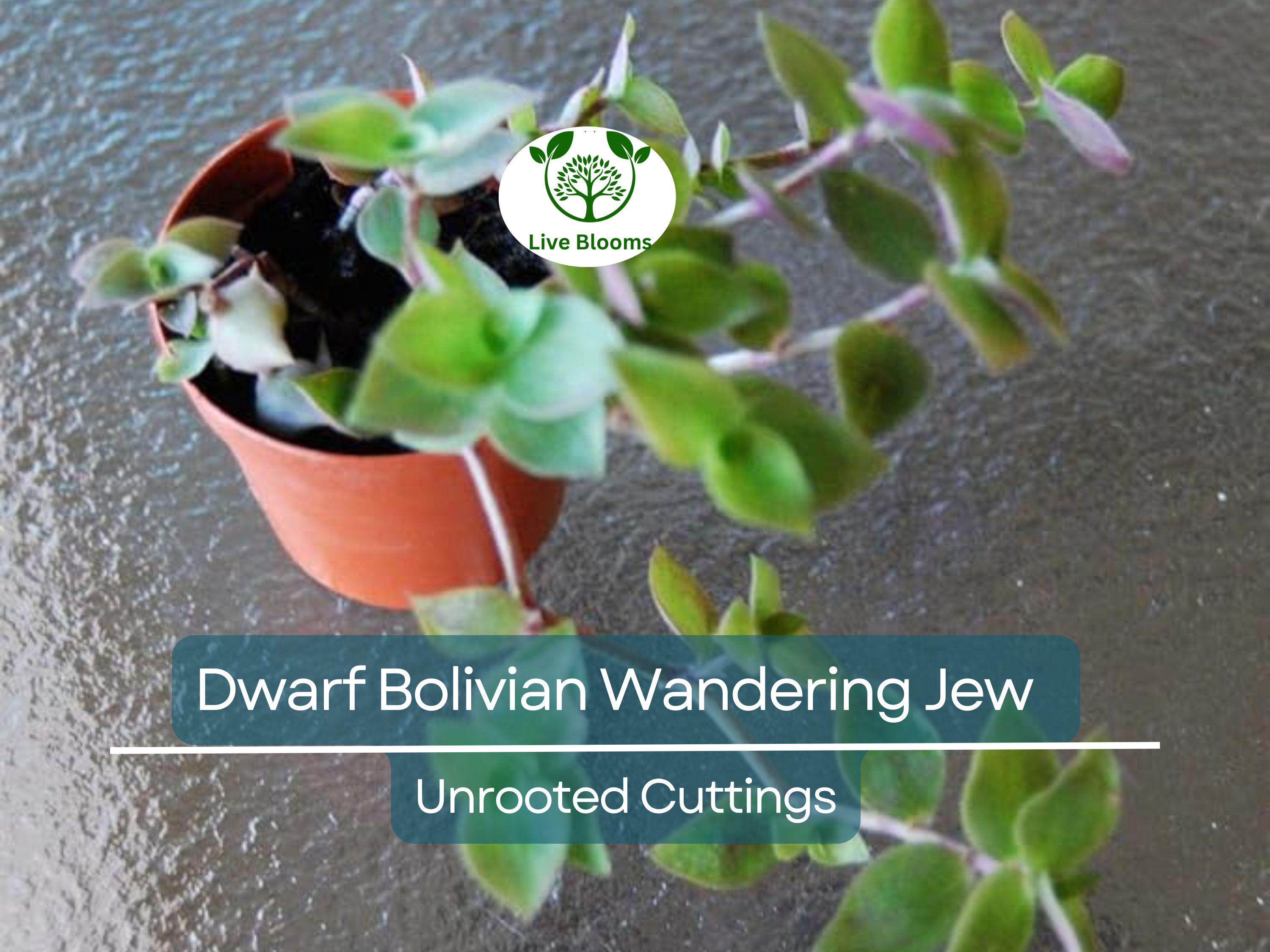 20 Unrooted Cuttings Dwarf Bolivian Wandering Jew - Tradescantia Minima, Callisia Repens - Easy Grow Plants