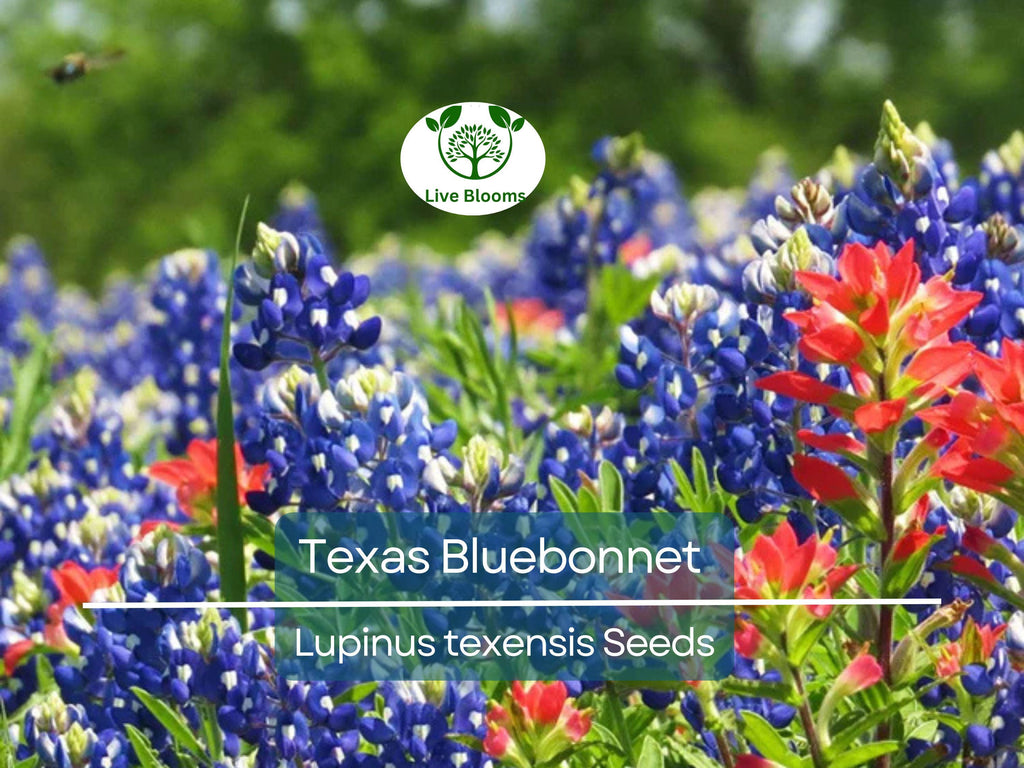 50 Texas Bluebonnet Seeds, Lupinus texensis, Wildflower, Sun/Partial Shade, Heirloom, Non-GMO, Native to Texas, Vibrant Blue Blooms