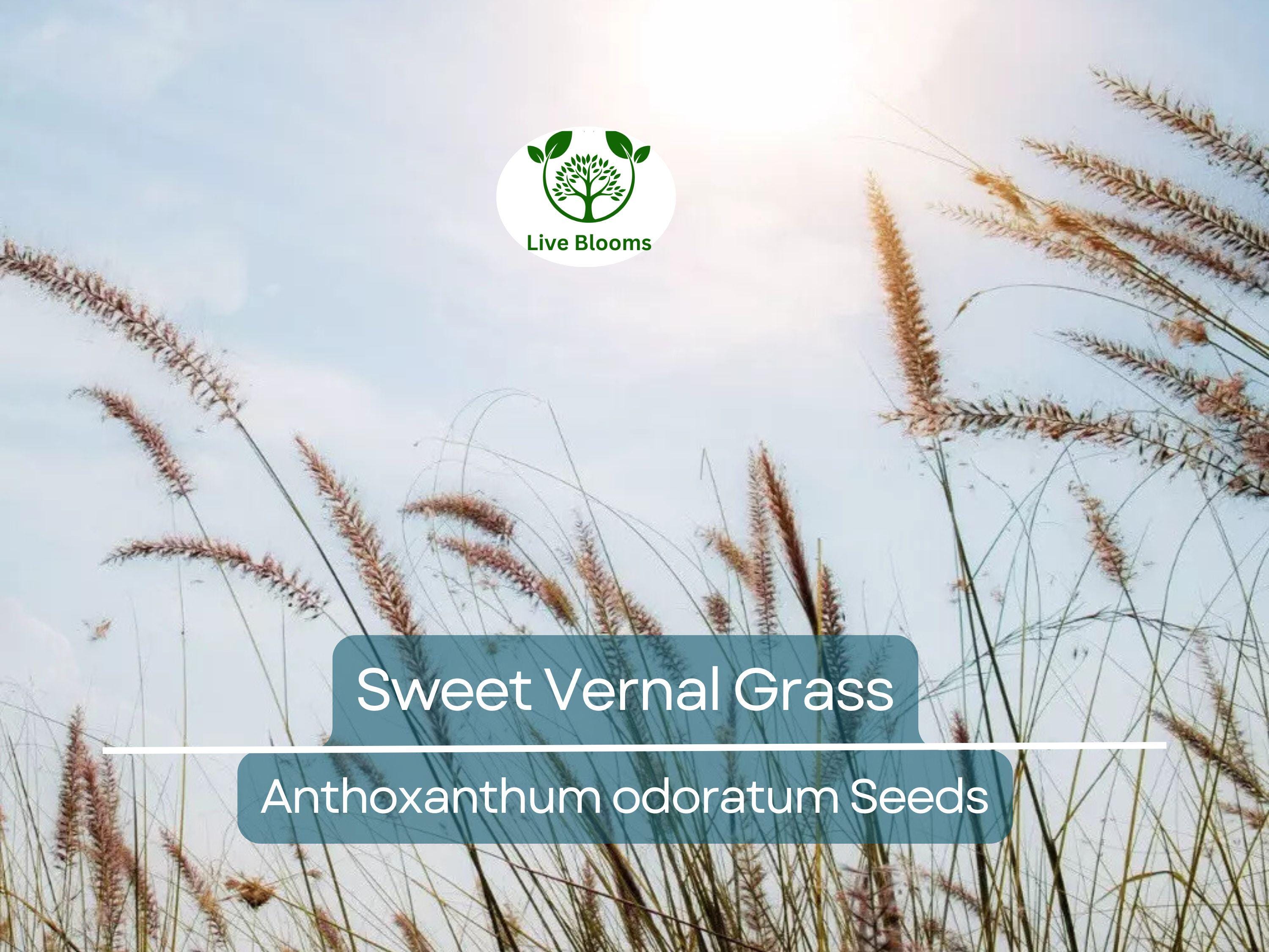300 Sweet Vernal Grass Seeds – Vanilla Herb (Anthoxanthum odoratum), Fragrant, Perennial Herb, Easy to Grow, Aromatic Lawn or Garden Plant