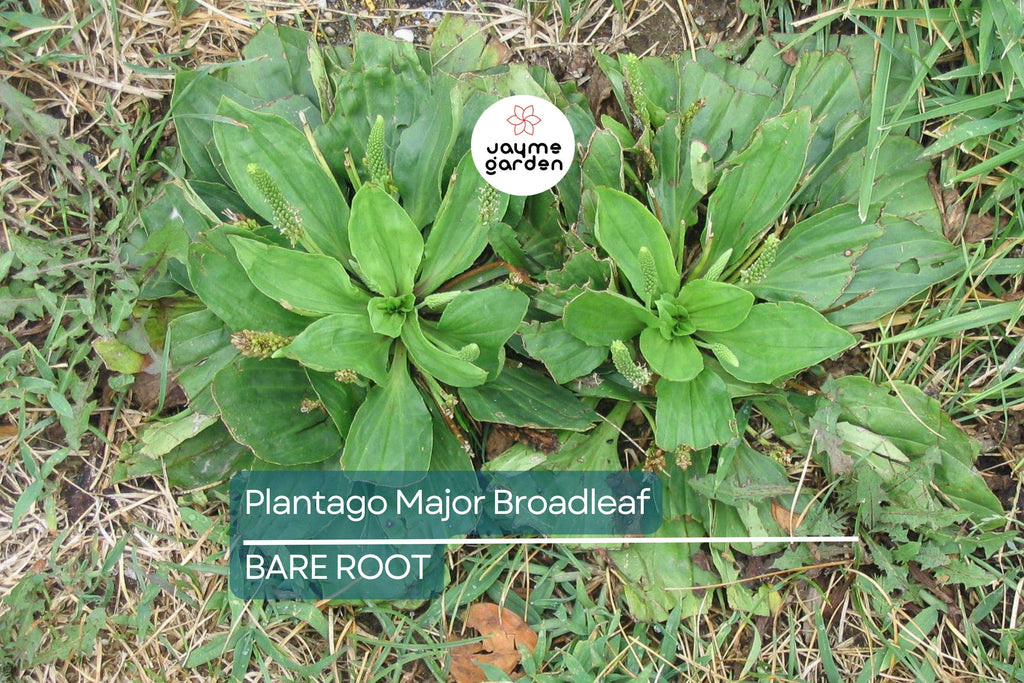 2 Plantago Major Broadleaf Plantain Plants - Bare Root Live Plants Ready to Plant - Easy Care Herb