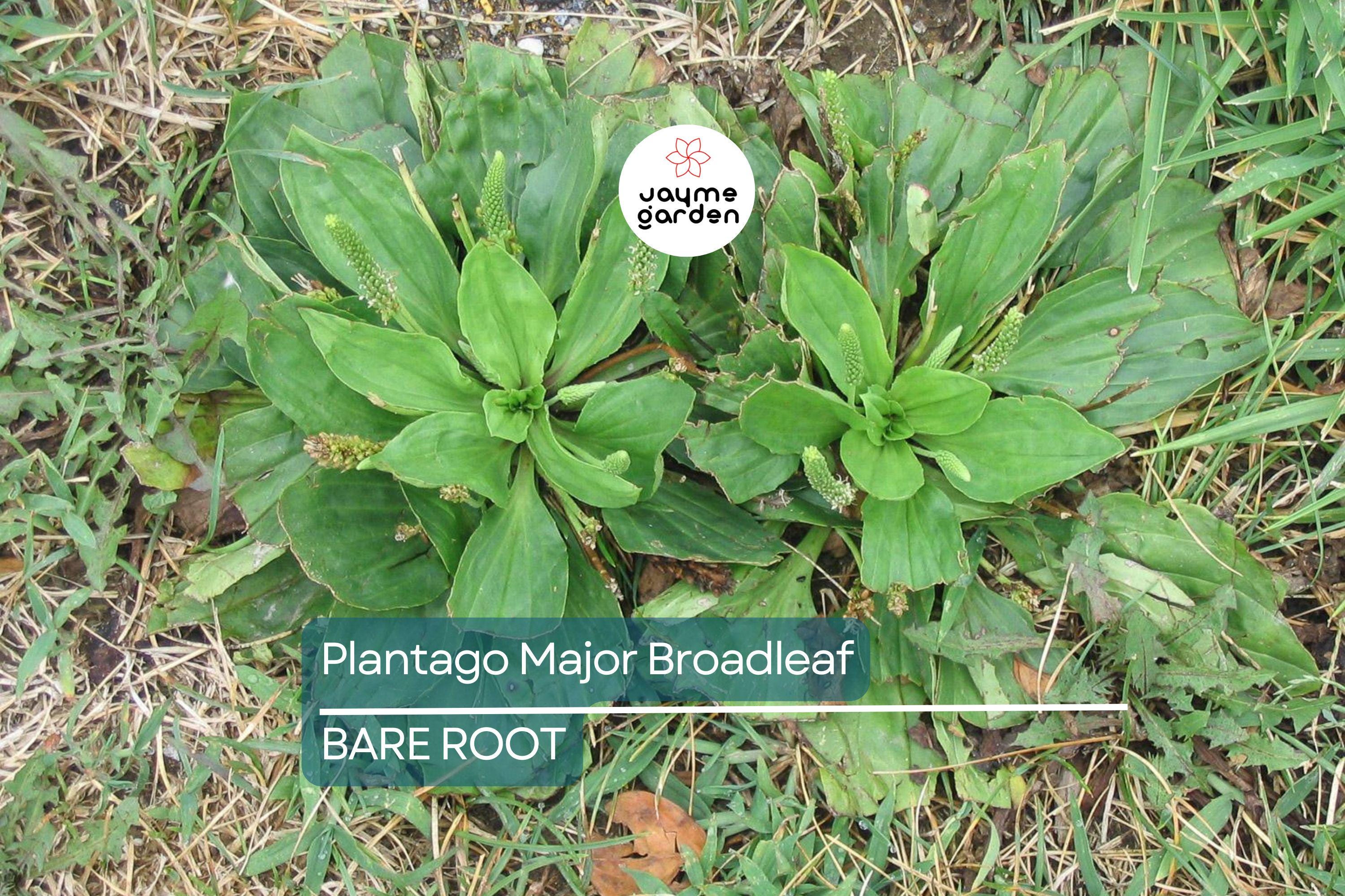 2 Plantago Major Broadleaf Plantain Plants - Bare Root Live Plants Ready to Plant - Easy Care Herb
