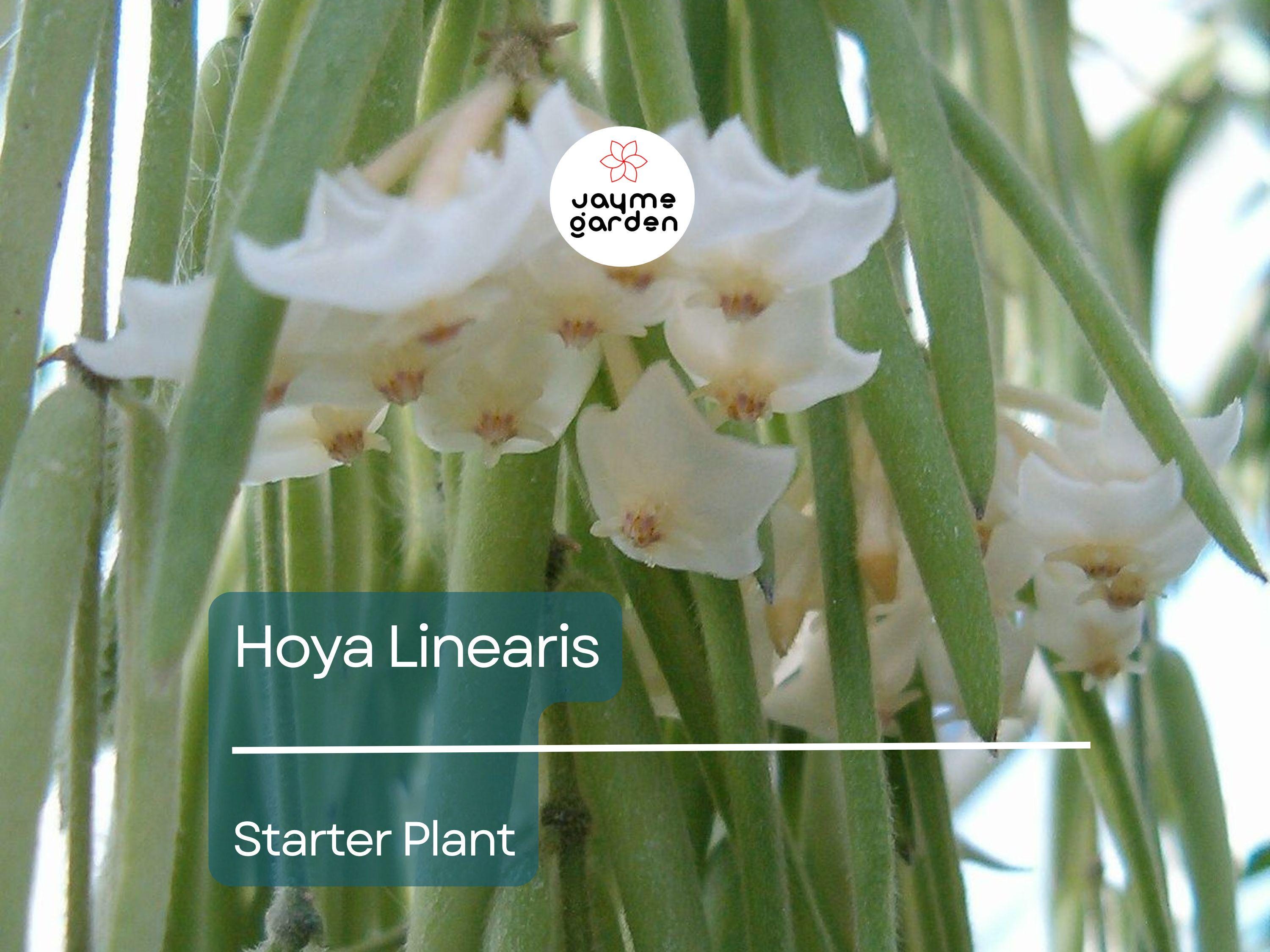 Hoya Linearis Starter Plant In 2 Inch Pot | Wax Plant Vine | Indoor/Outdoor Easy-Care Houseplant | Thrives in Low Light