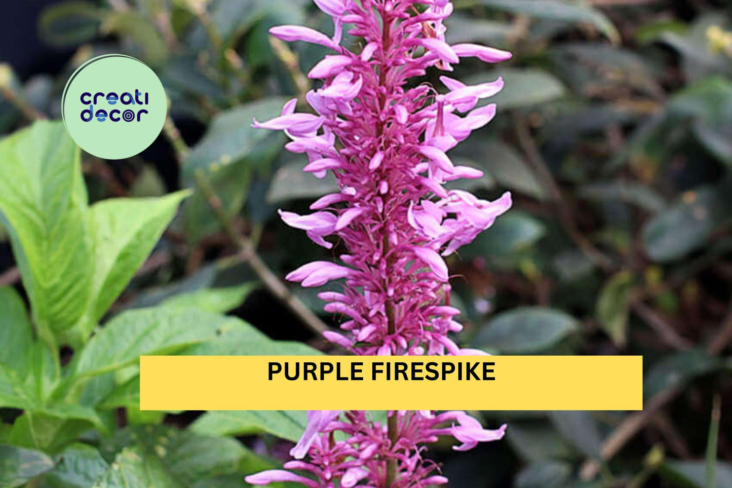 Purple Firespike Plant | Live Semi-Tropical Perennial Shrub | Odontonema cuspidatum Starter with Bold Purple Flower Spikes