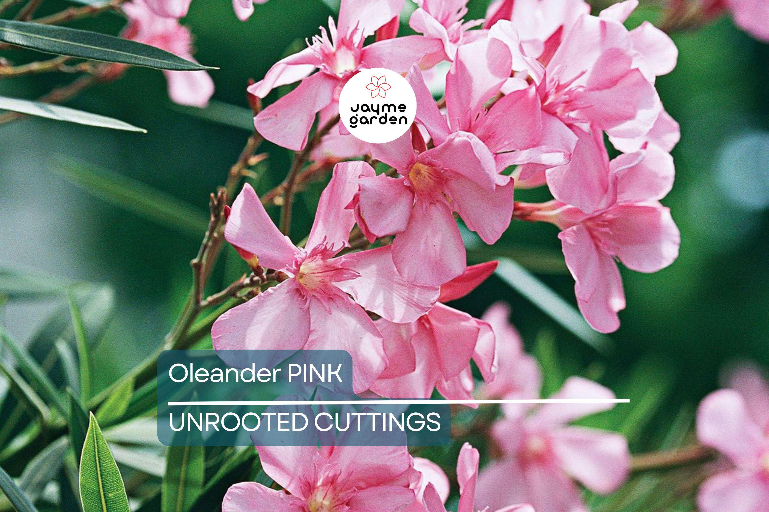 7 Oleander Pink Live Flower Cuttings | 7" Long | Fresh & Healthy | Easy to Root | Ready for Propagation | Organic Plant Cuttings
