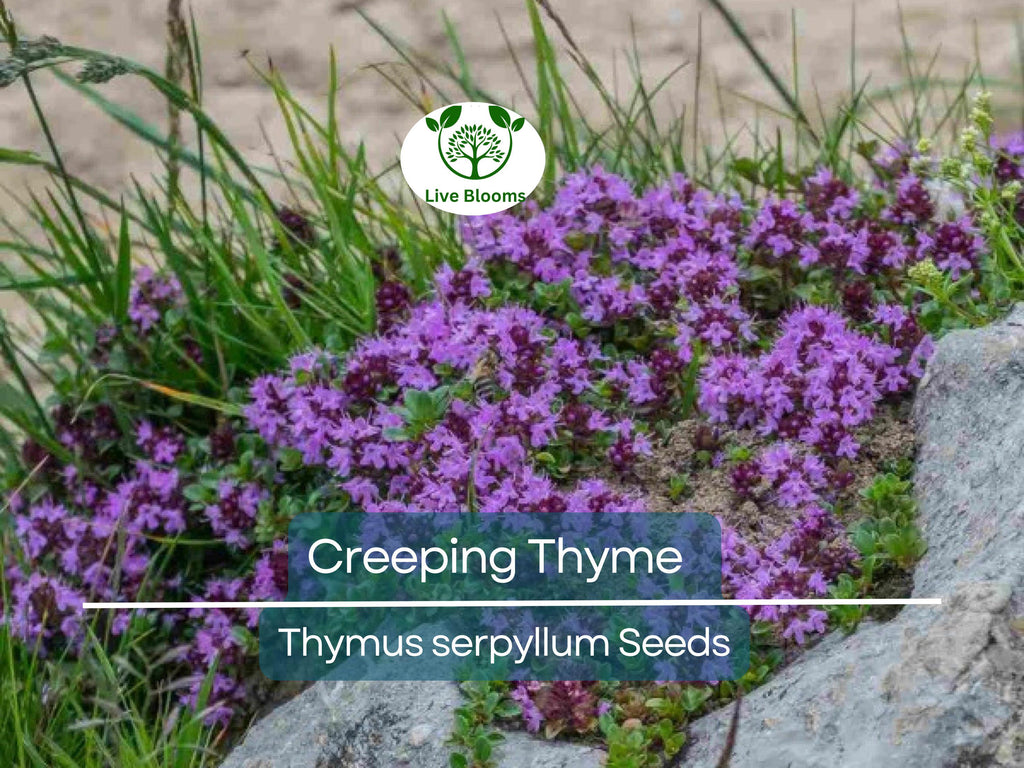 5000 Creeping Thyme Seeds | Perennial Herb & Purple Groundcover | Aromatic Low-Growing Thyme Plant for Gardens, Lawns, and Landscaping
