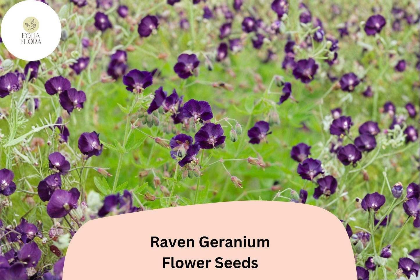 25+ Raven Geranium Seeds | Dark Purple Hardy Perennial | Geranium ‘Raven’ Seeds for Garden Borders & Pollinator Gardens