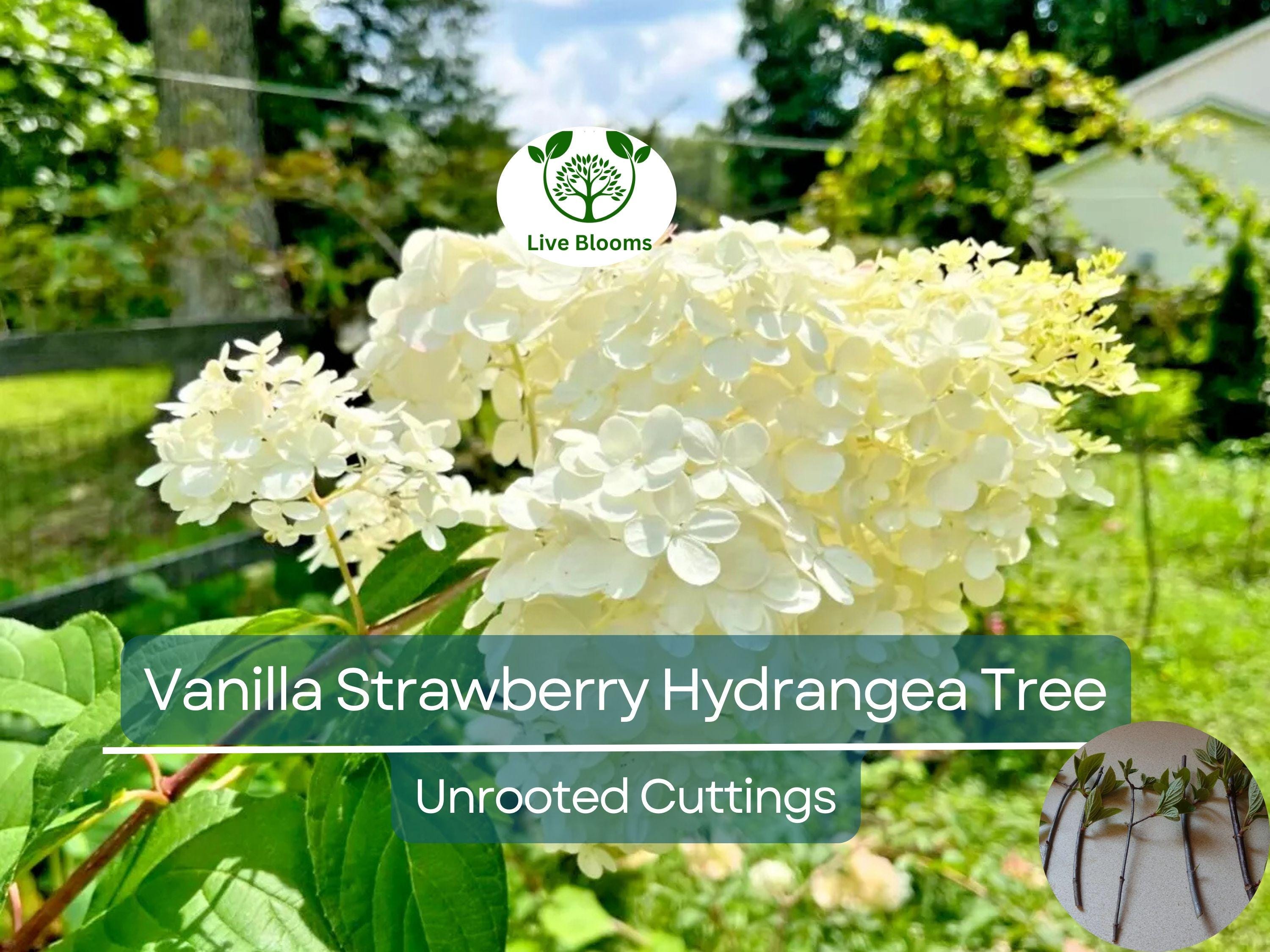 5 Fresh Unrooted Cuttings 4-7" Vanilla Strawberry Hydrangea Bush Tree - Hydrangea paniculata, Stunning Perennial, Ornamental Garden Shrub