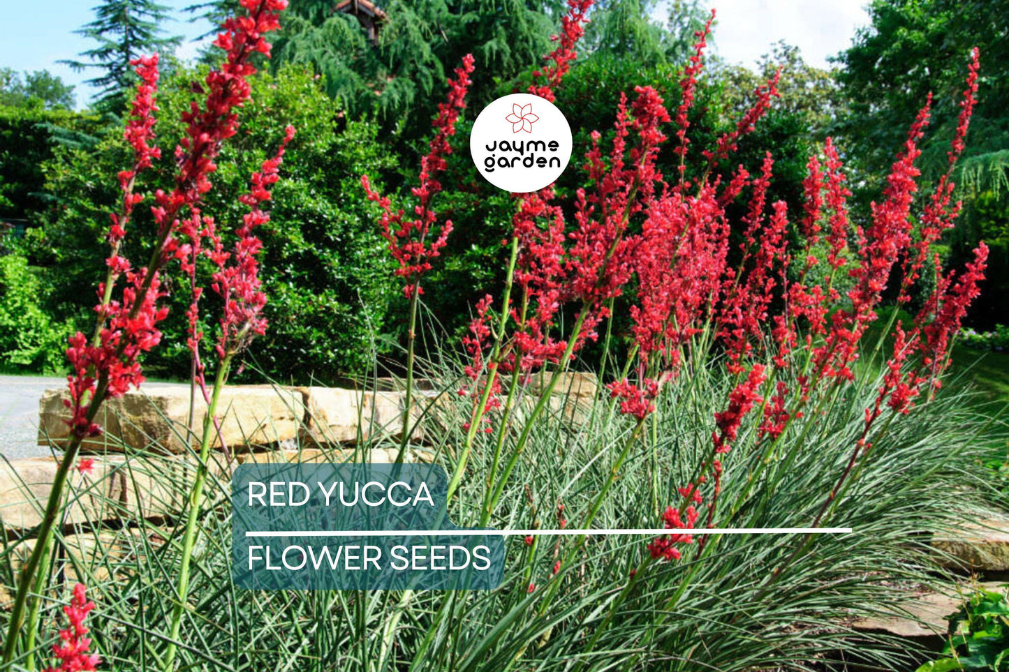 25 Red Yucca Seeds (Hesperaloe parviflora) - Drought Tolerant, 5ft Flower Spikes, Hummingbird & Butterfly Attracting