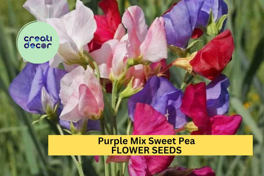50+ Purple Mix Sweet Pea Seeds – Fragrant Purple-Toned Blooms for Garden Planting, Climbing Vines for Trellises & Bouquets – USA