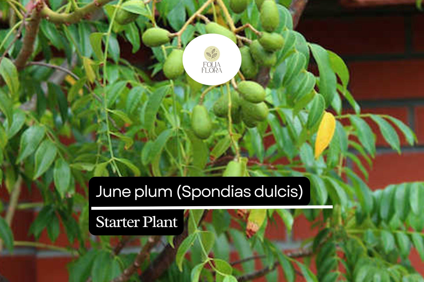 1 Starter Plant June Plum (Spondias dulcis) Tropical Fruit Tree 3’-4′ Tall