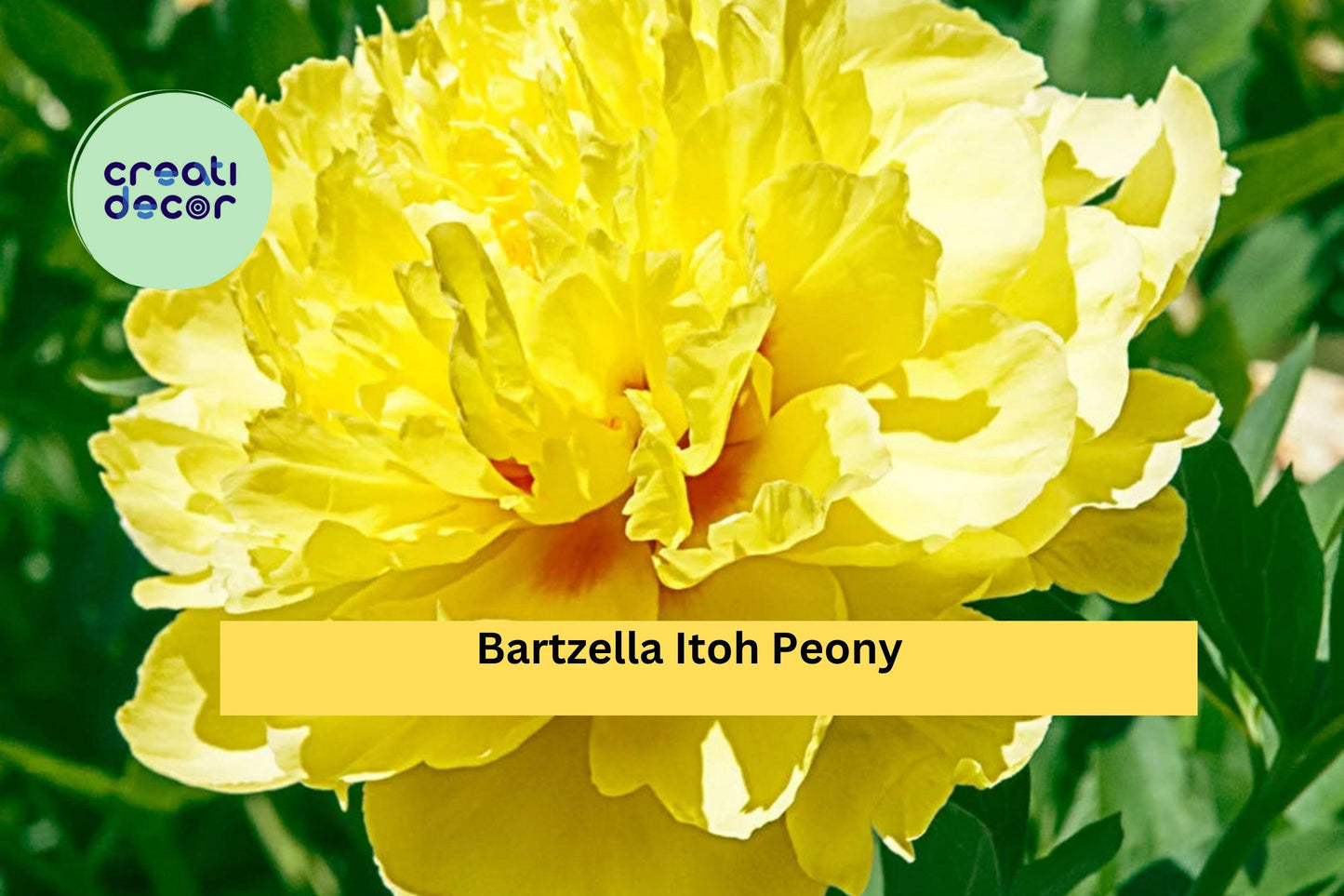 Bartzella Itoh Peony Bare Root 3/5 Eye | Yellow Perennial Flower Plant | Hardy Peony for Garden Borders & Cut Flower Gardens