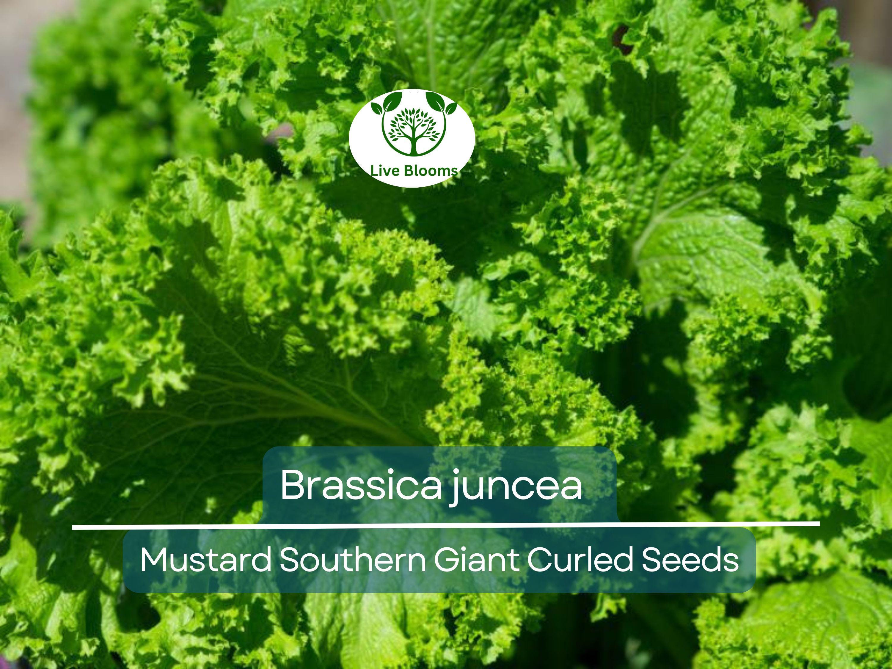 500 Seeds Mustard Southern Giant Curled for Planting (Brassica juncea) - Hearty, Curled Mustard Greens for Home Gardens, Fast-Growing