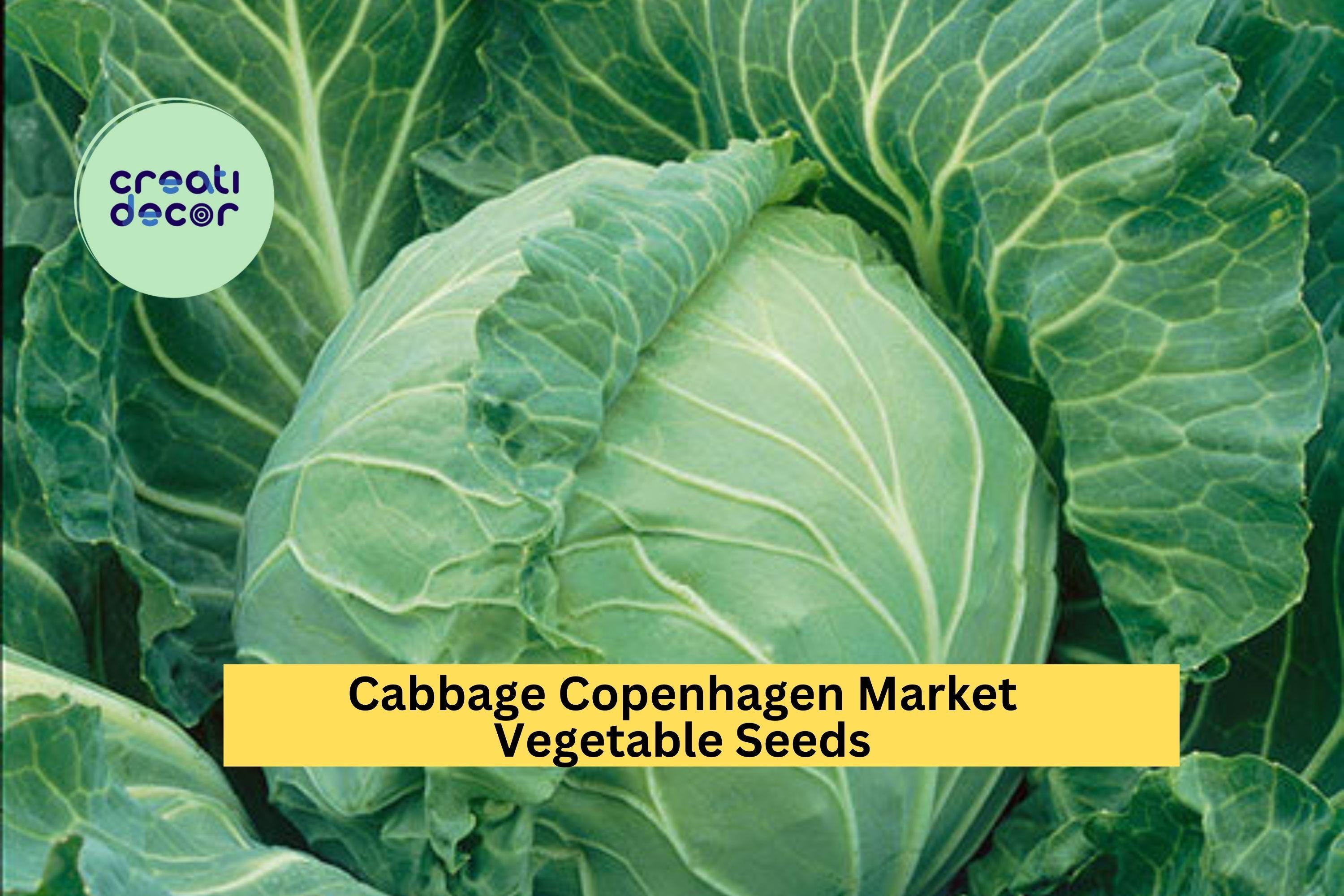 3pcs x 1g Copenhagen Market Cabbage Seeds – Heirloom Green Heads for Raised Beds, Garden Rows, or Containers Seeds for Planting