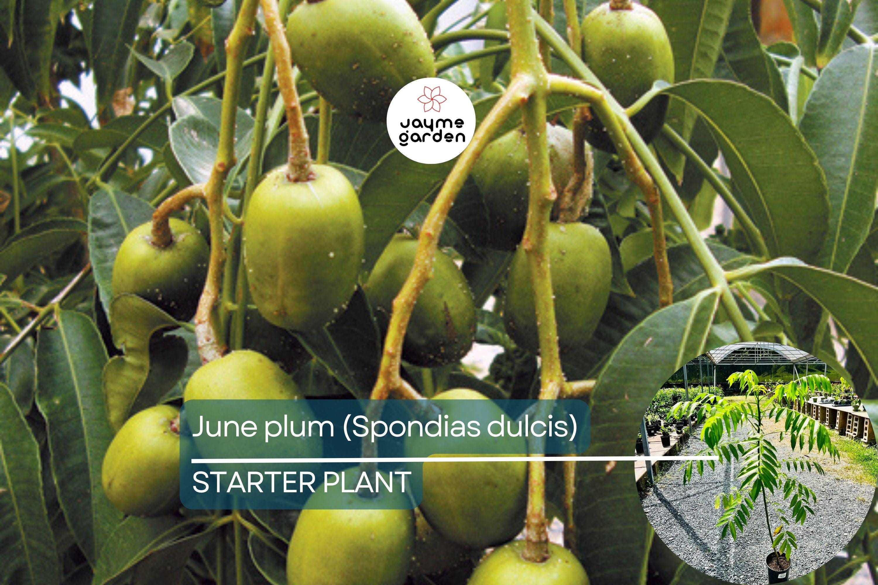 June Plum Tree (Spondias dulcis) 3’-4’ Tall | Tropical Fruit Tree with Flowers Ready to Bear Fruit