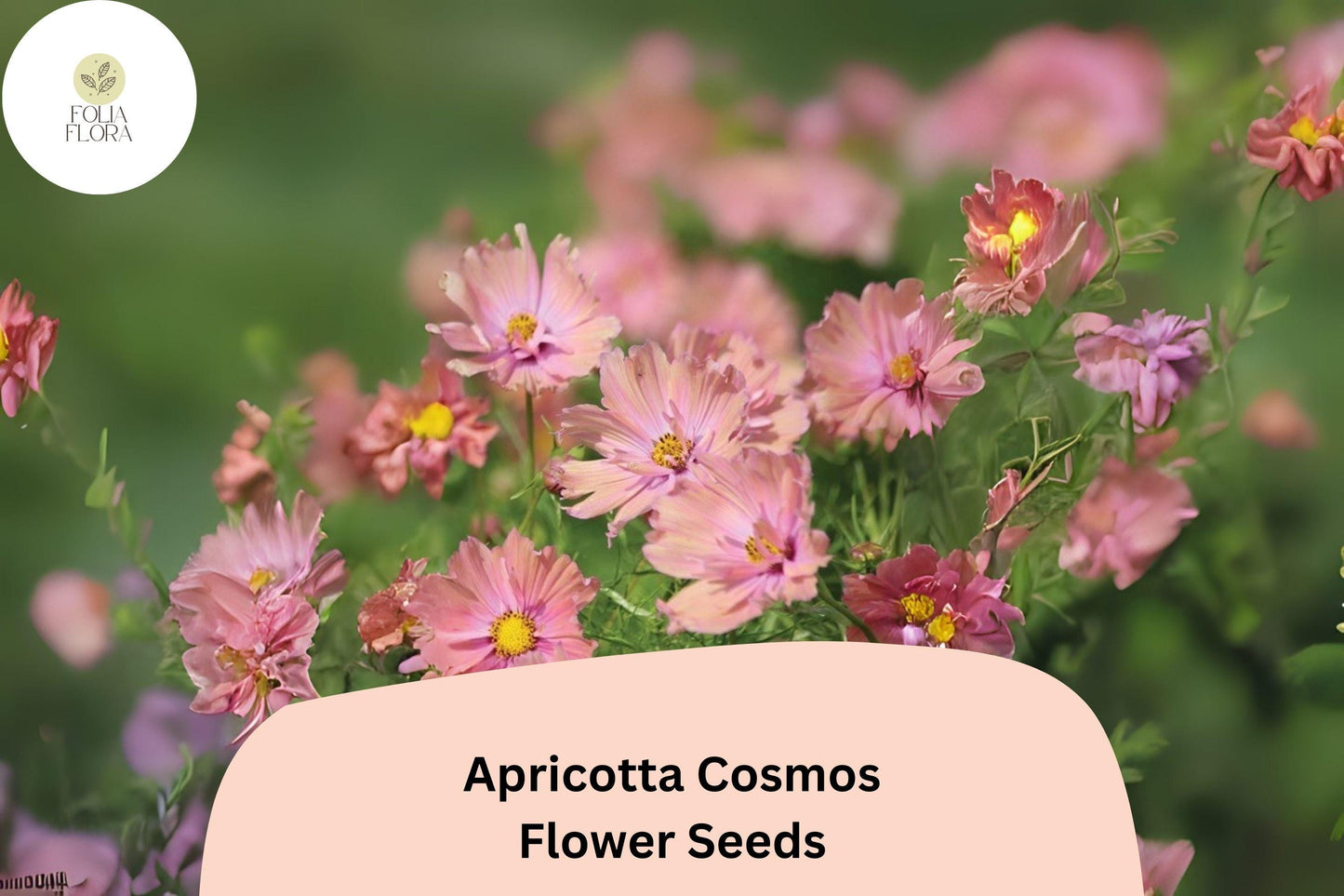200+ Apricotta Cosmos Seeds | Cosmos Bipinnatus Peach Apricot Flower Garden Planting