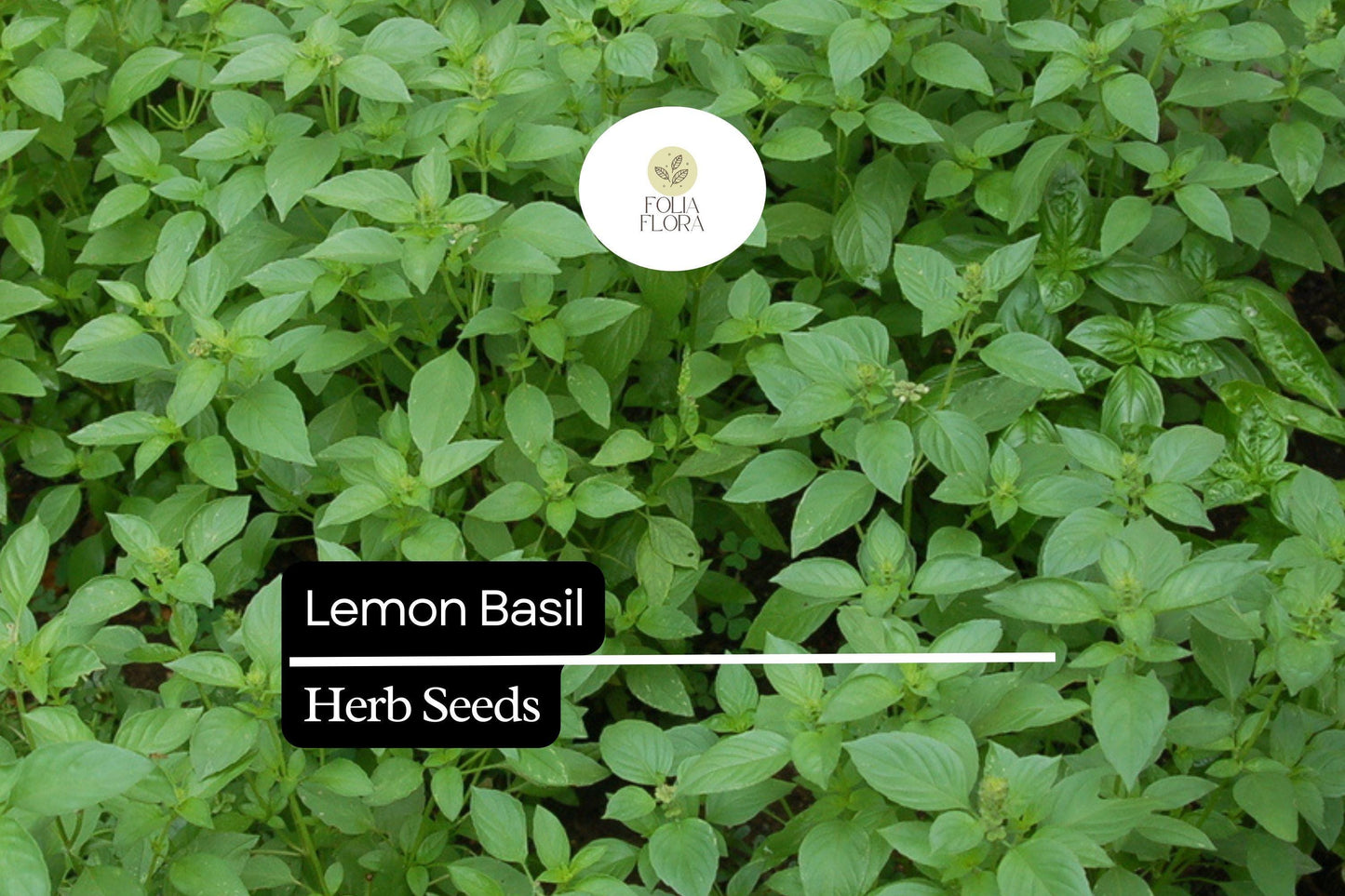 1000 Seeds Lemon Basil (Ocimum basilicum var. citriodora) – Fragrant Herb for Culinary and Garden Use