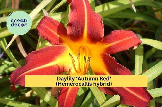 Daylily ‘Autumn Red’ (Hemerocallis hybrid) – 1 Mature Fan Bare Root Starter Plant – Hardy Perennial Red Blooms