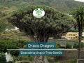 10 Draco Dragon Tree Seeds (Dracaena draco) | Rare Ornamental Plant Seeds | Indoor & Outdoor, Hardy, Exotic Dracaena Species