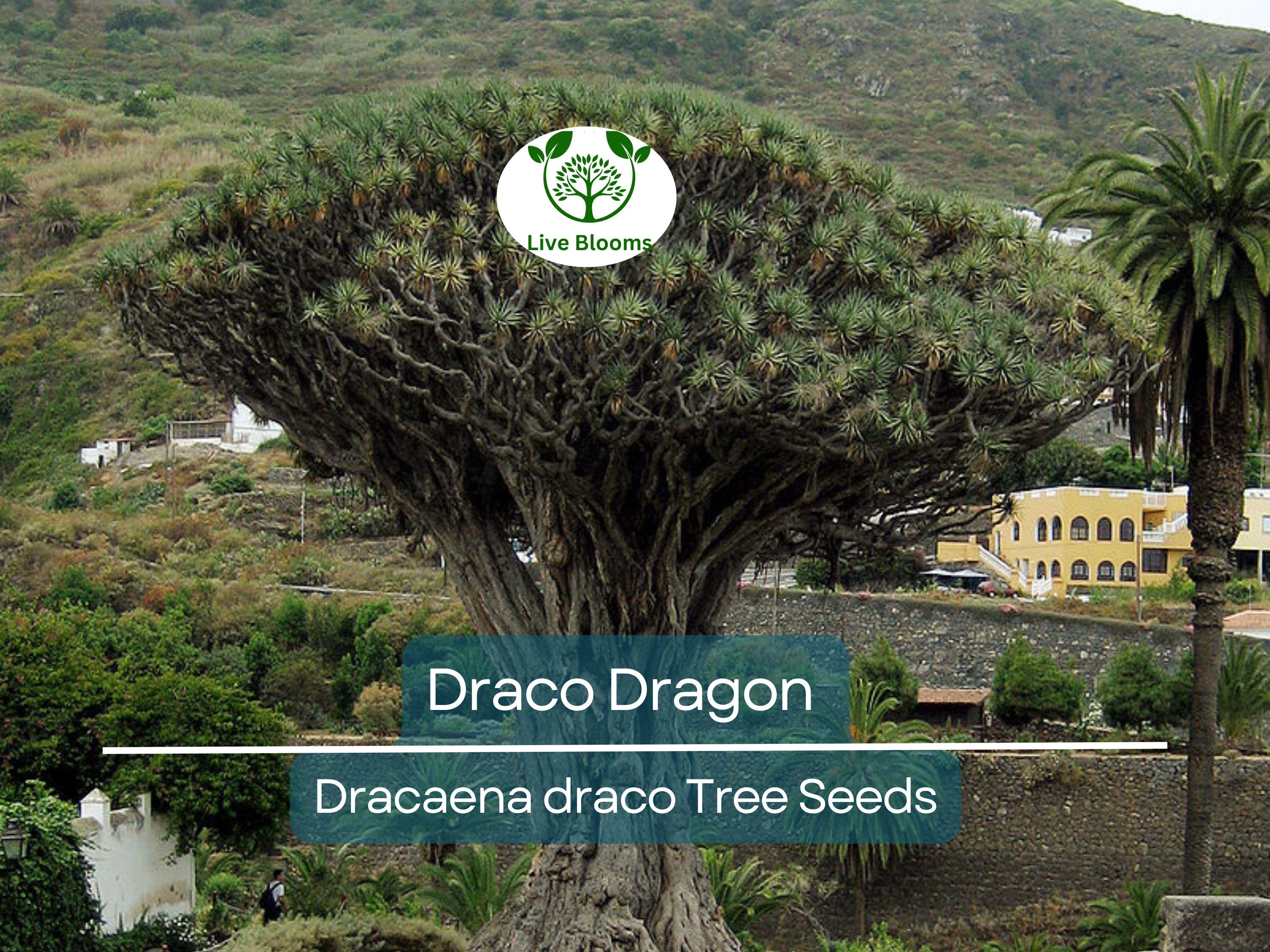 10 Draco Dragon Tree Seeds (Dracaena draco) | Rare Ornamental Plant Seeds | Indoor & Outdoor, Hardy, Exotic Dracaena Species
